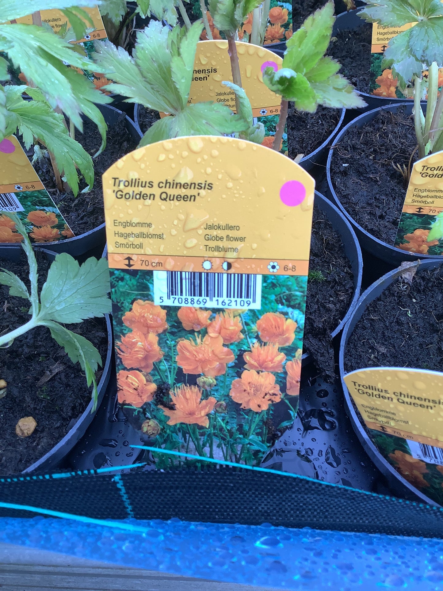Trollius chinensis ‘Golden Queen’ P11,5