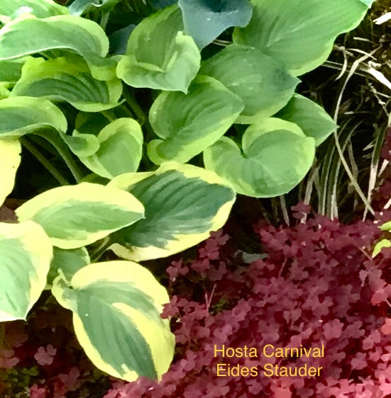 Hosta ‘Carnival’