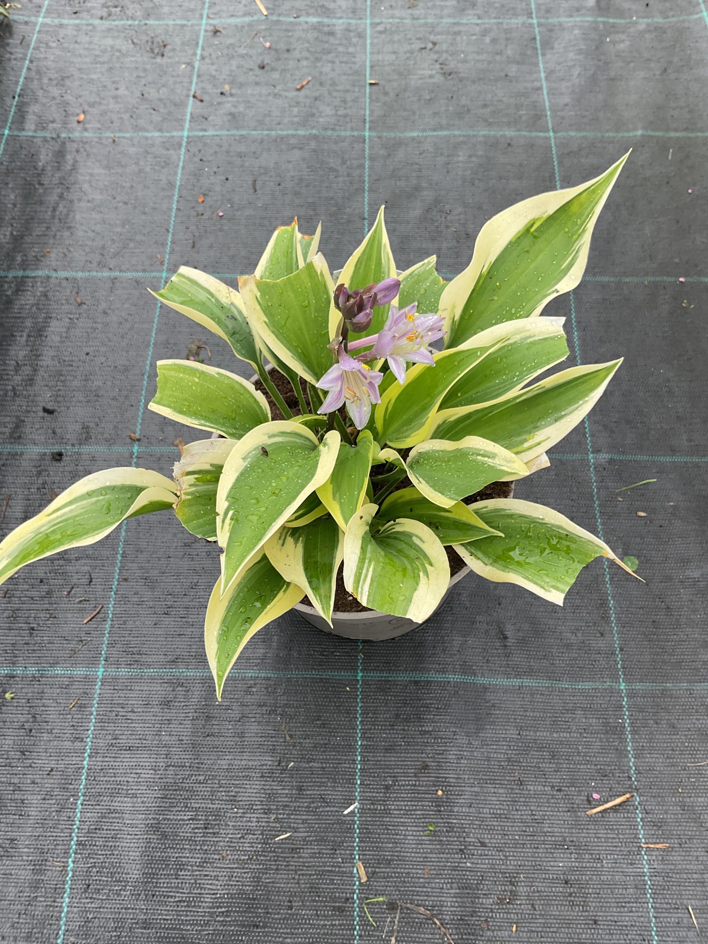 Hosta ‘Majestic’ P15