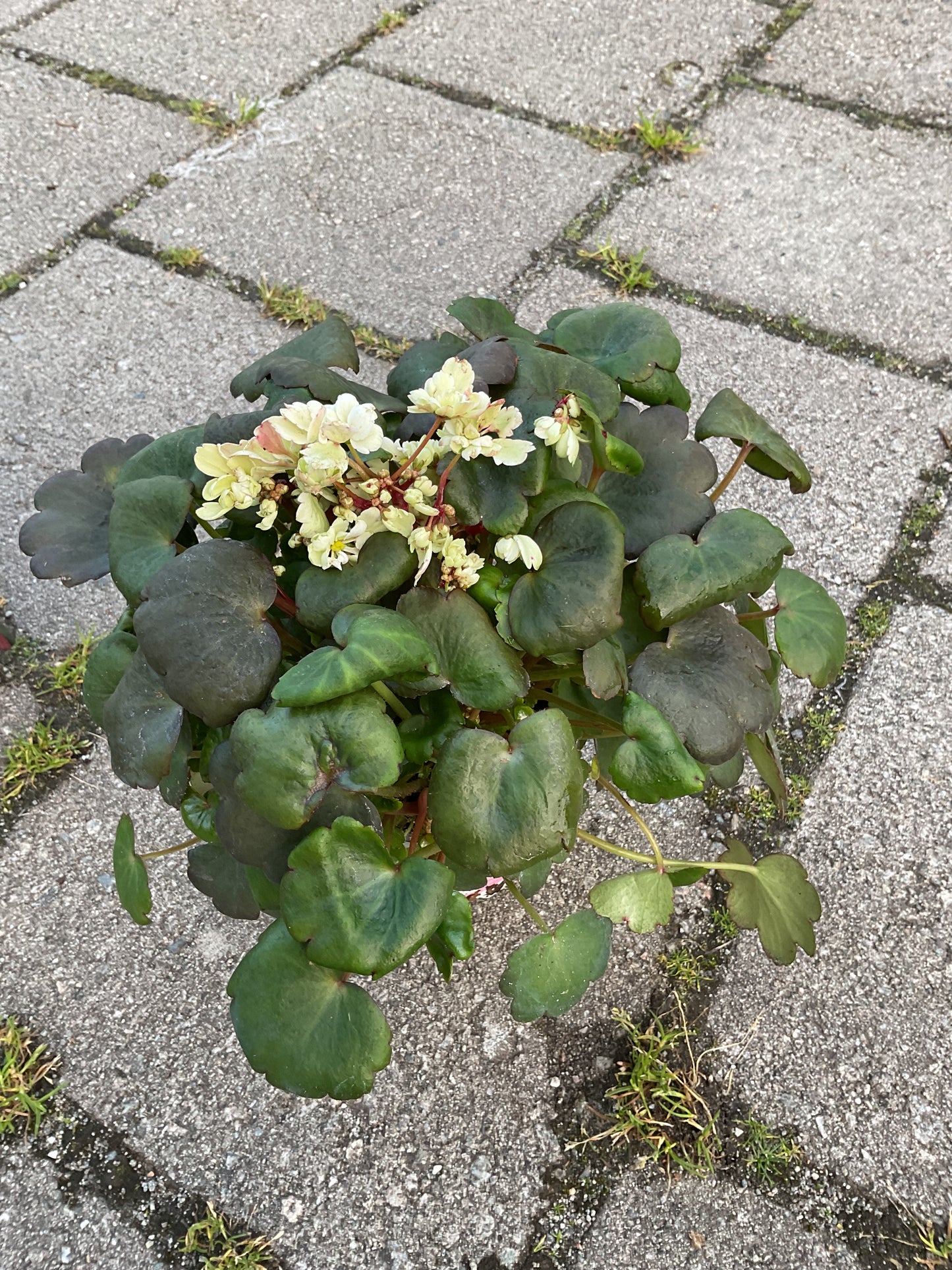 Saxifraga cortusifolia ‘Dancing Pixies Thea’ Hvit P13