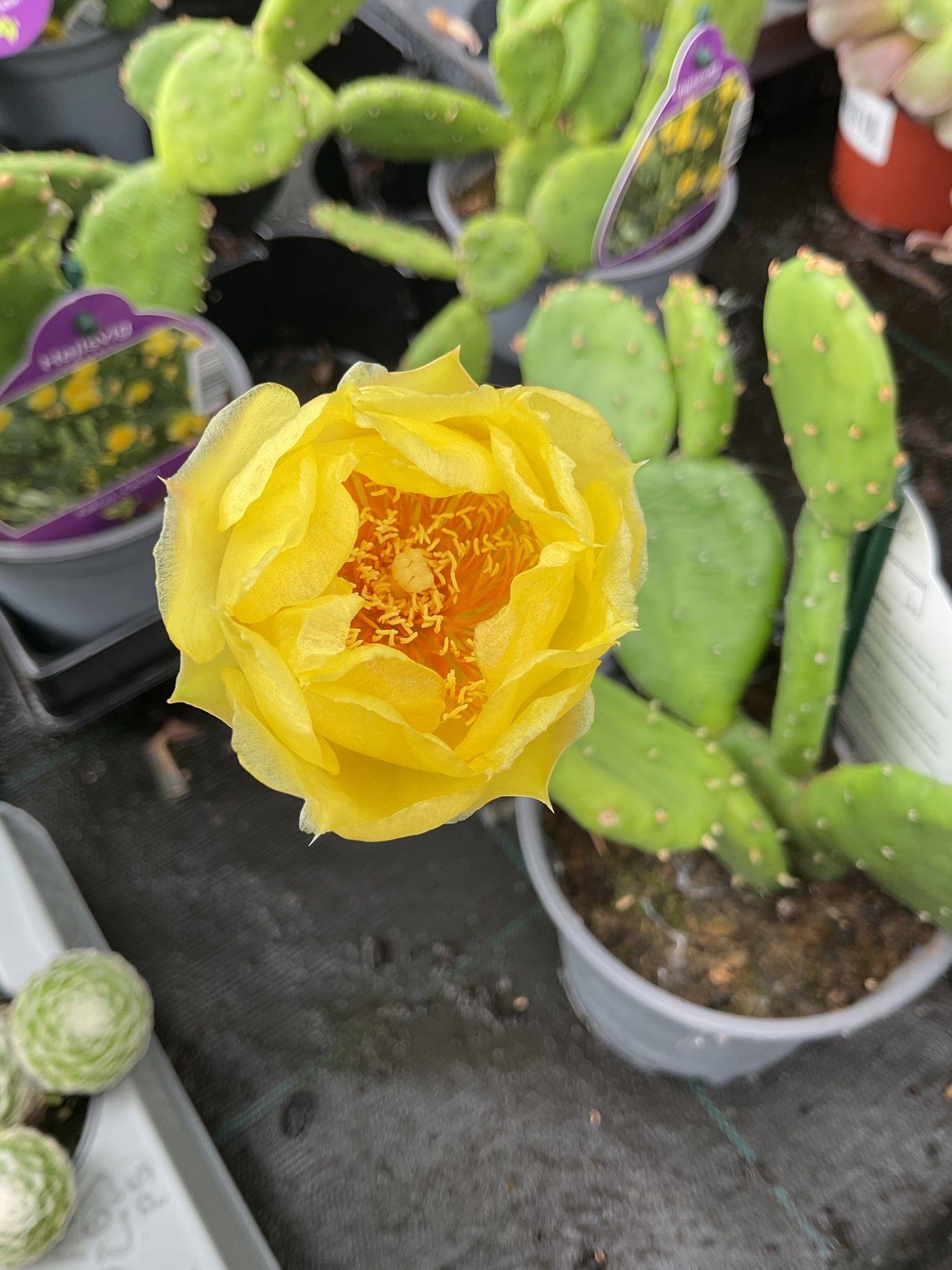 Opuntia humifusa