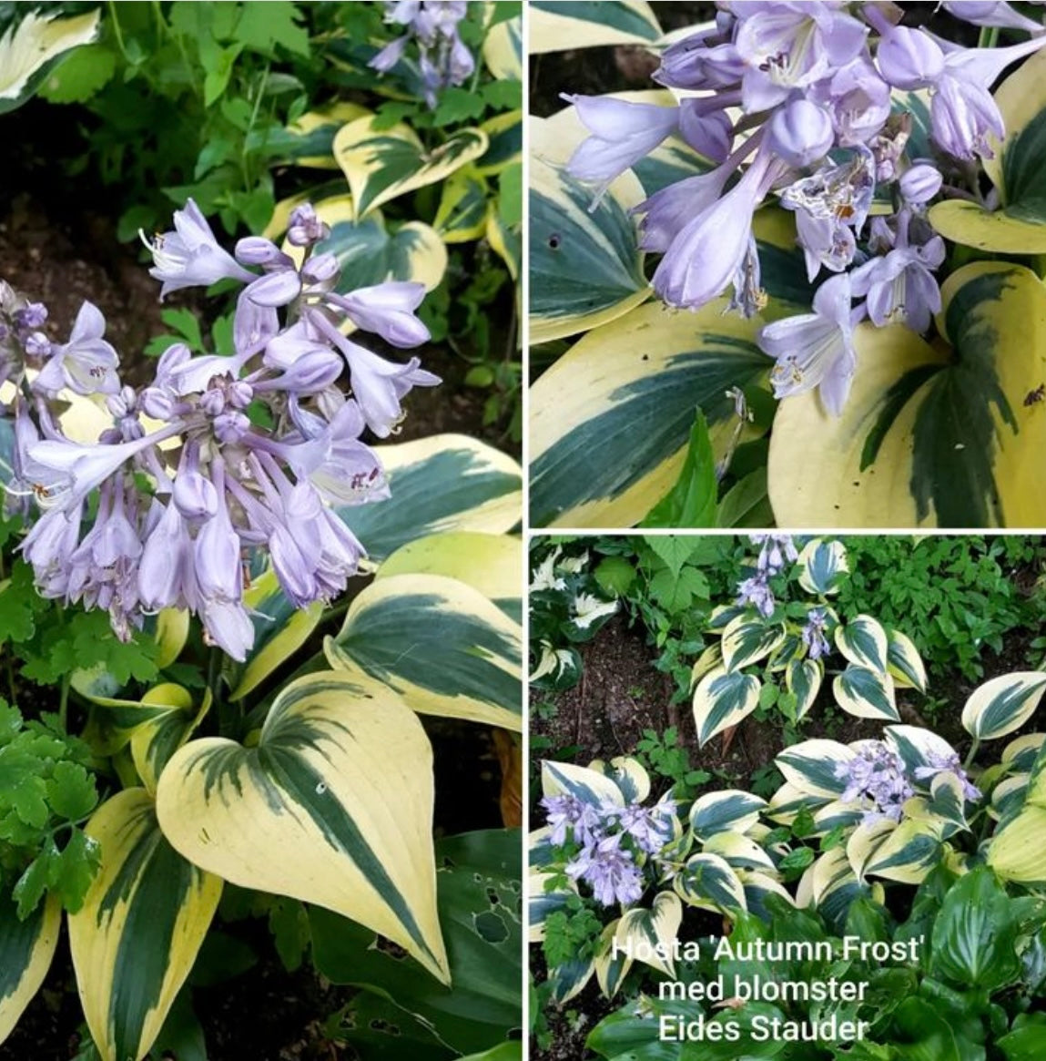 Hosta ‘Autumn Frost’ P15