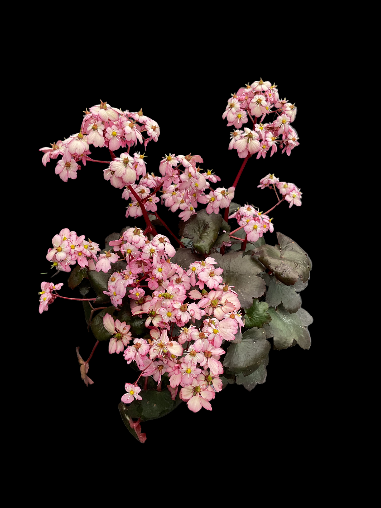 Saxifraga cortusifolia ‘Dancing Pixies Tilda’ P13