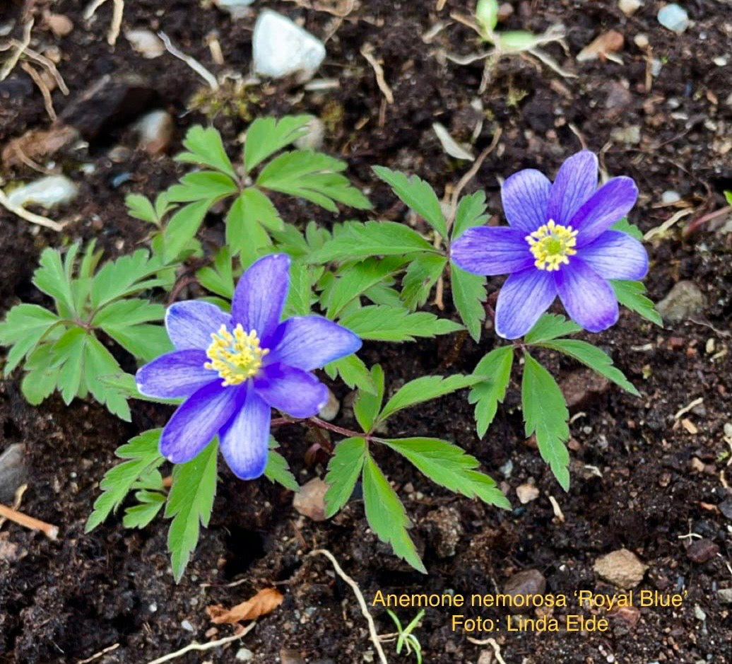Anemone nemorosa ‘Royal Blue’ P11