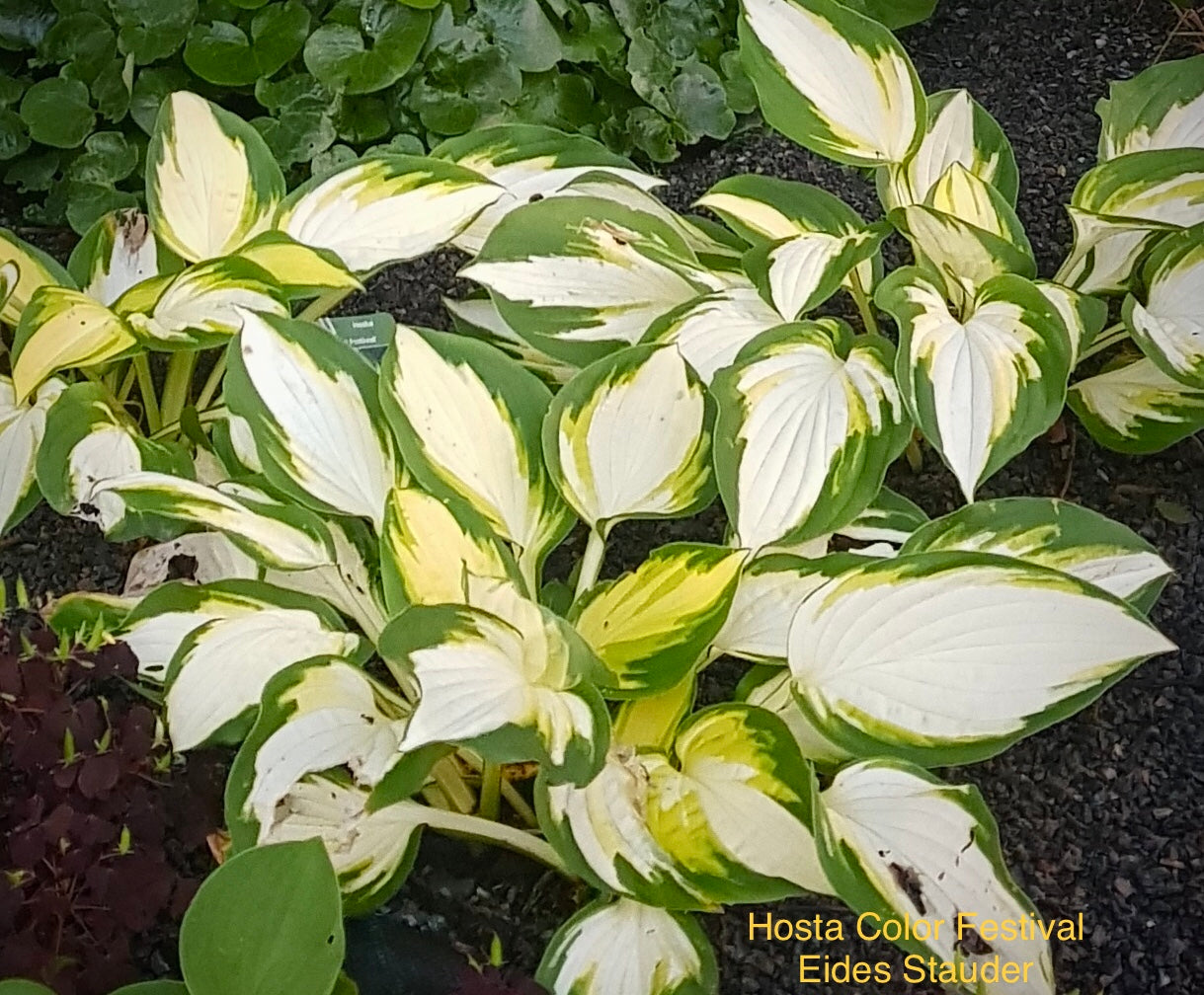 Hosta ‘Color Festival’