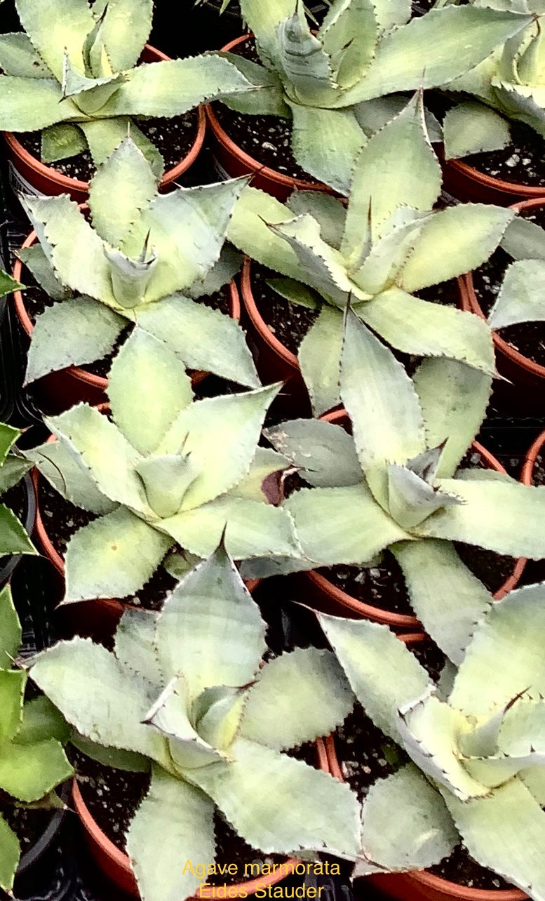 Agave marmorata P14