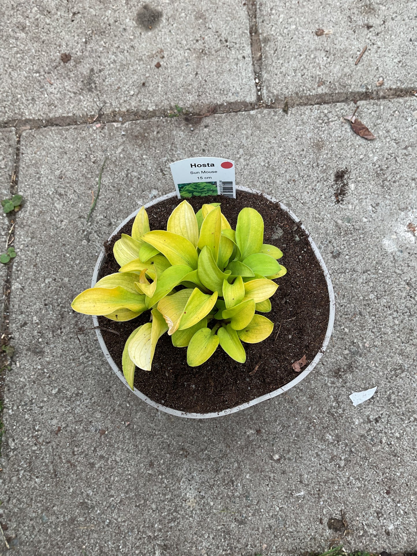 Hosta ‘Sun Mouse’ P15