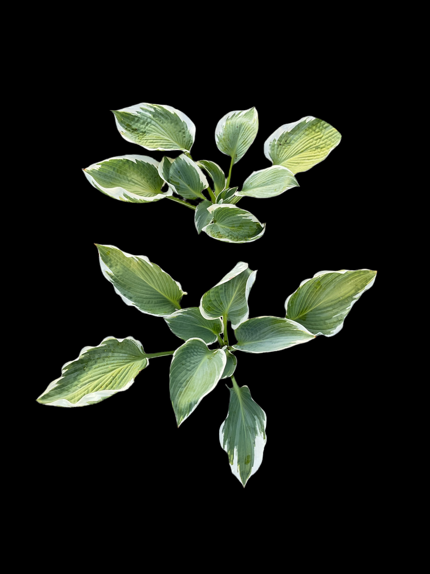 Hosta ‘Barbara Ann’
