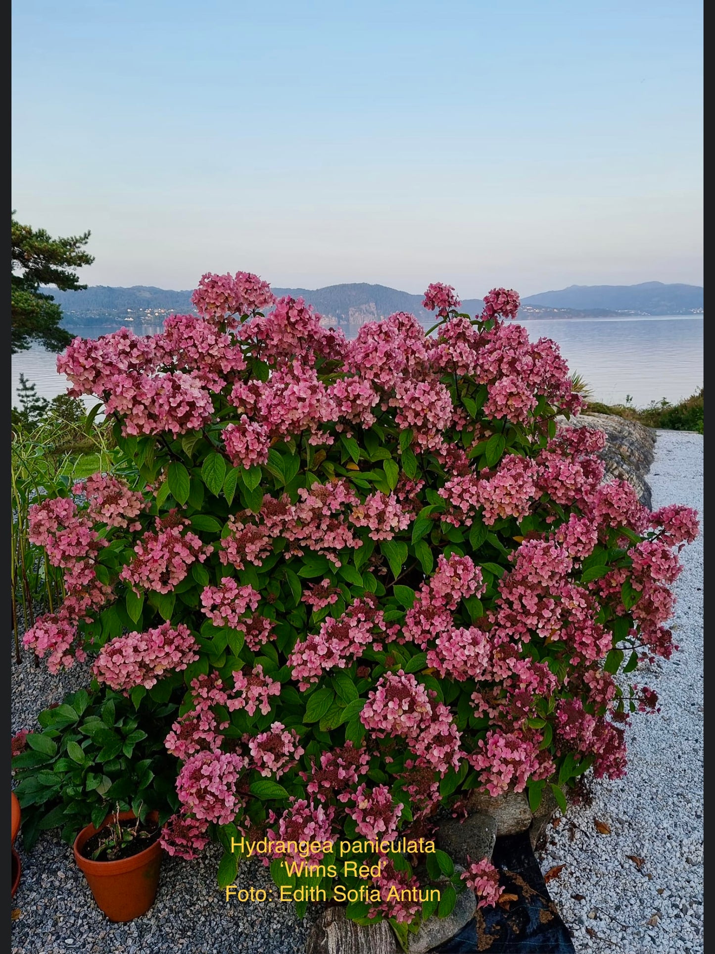 Hydrangea paniculata ‘Wims Red’