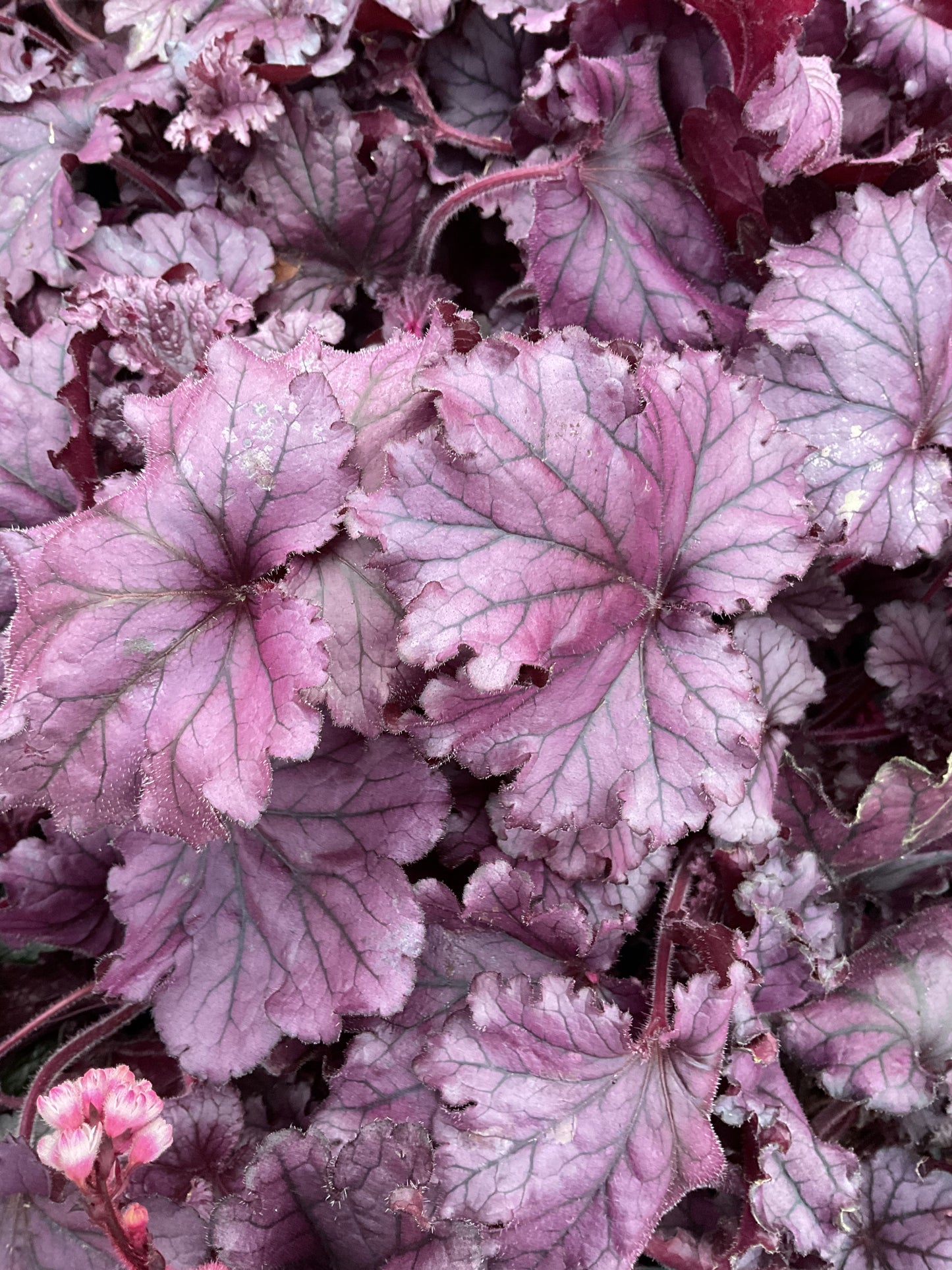 Heuchera ‘Forever Purple’ P12