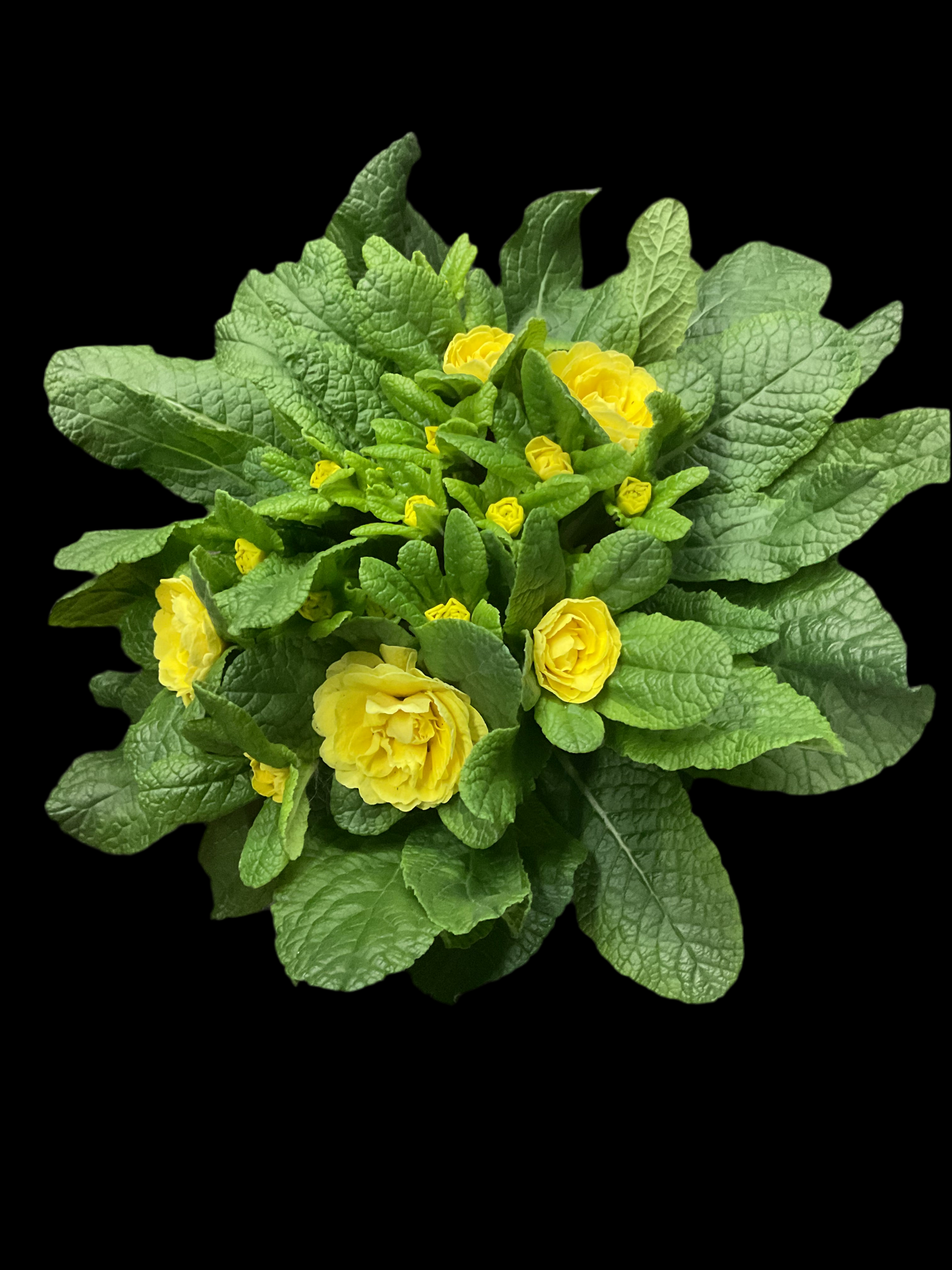 Primula Belarina ‘Buttercup Yellow’ P12