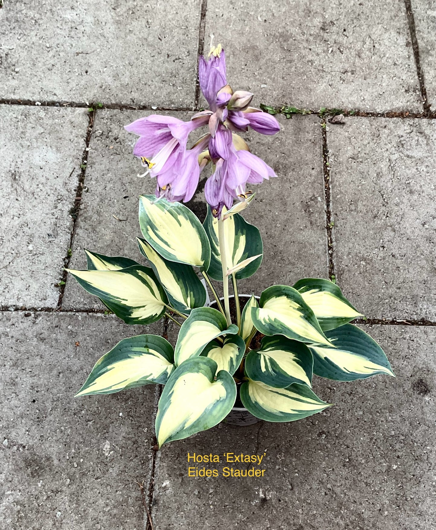 Hosta ‘Extasy’ P15