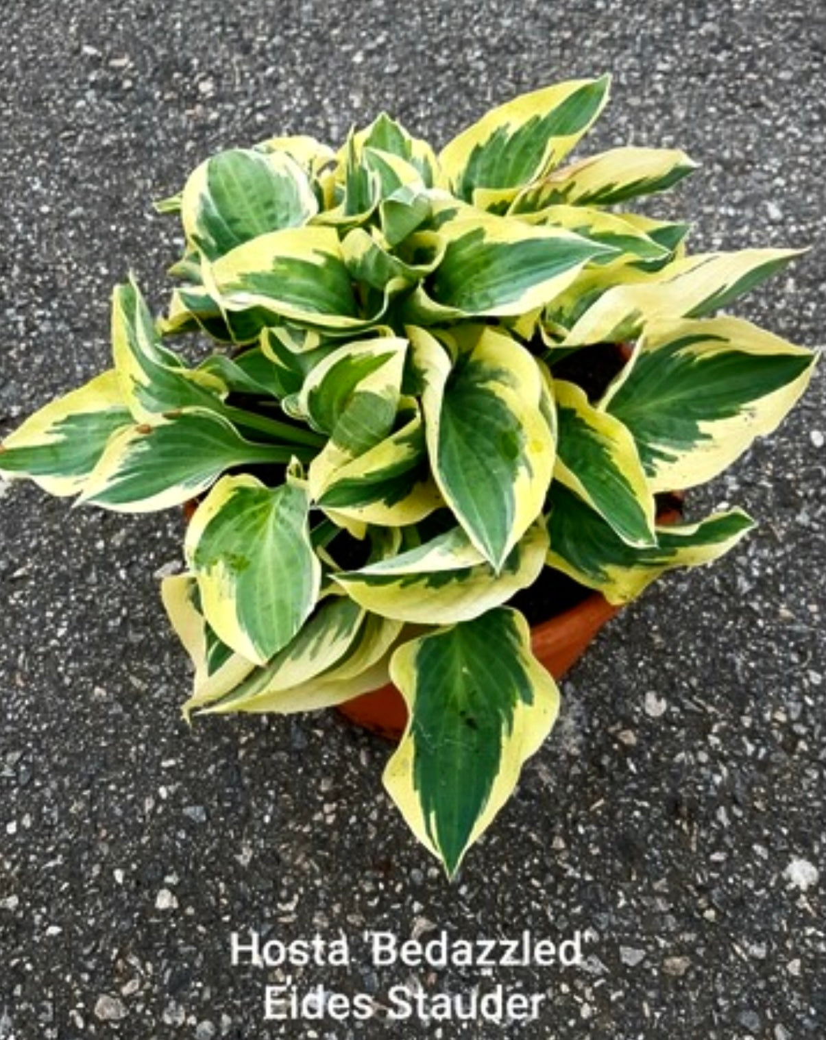 Hosta ‘Bedazzled’