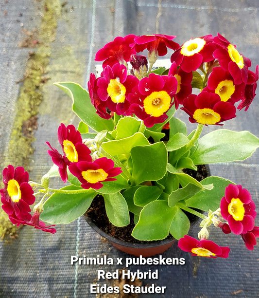 Primula x pubescens ‘Red Hybrid’