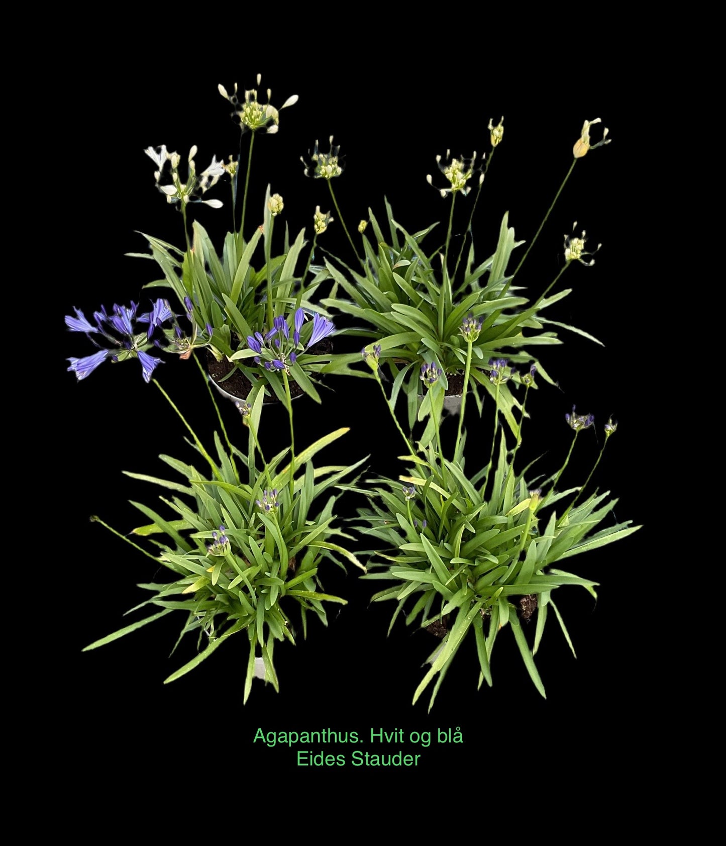 Agapanthus 2stk Hvit + Blå P19
