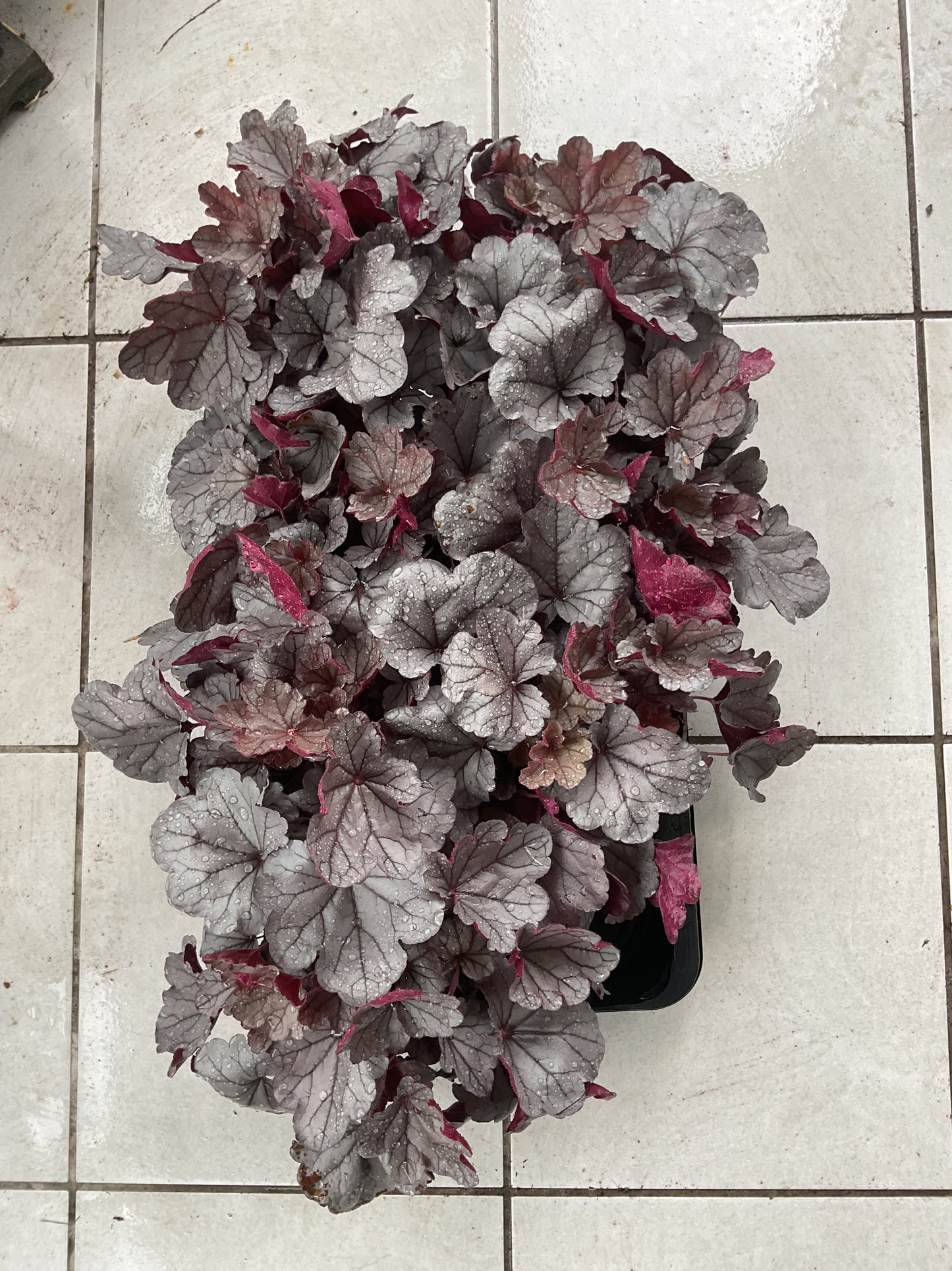 Heuchera ‘Silverberry’ P15