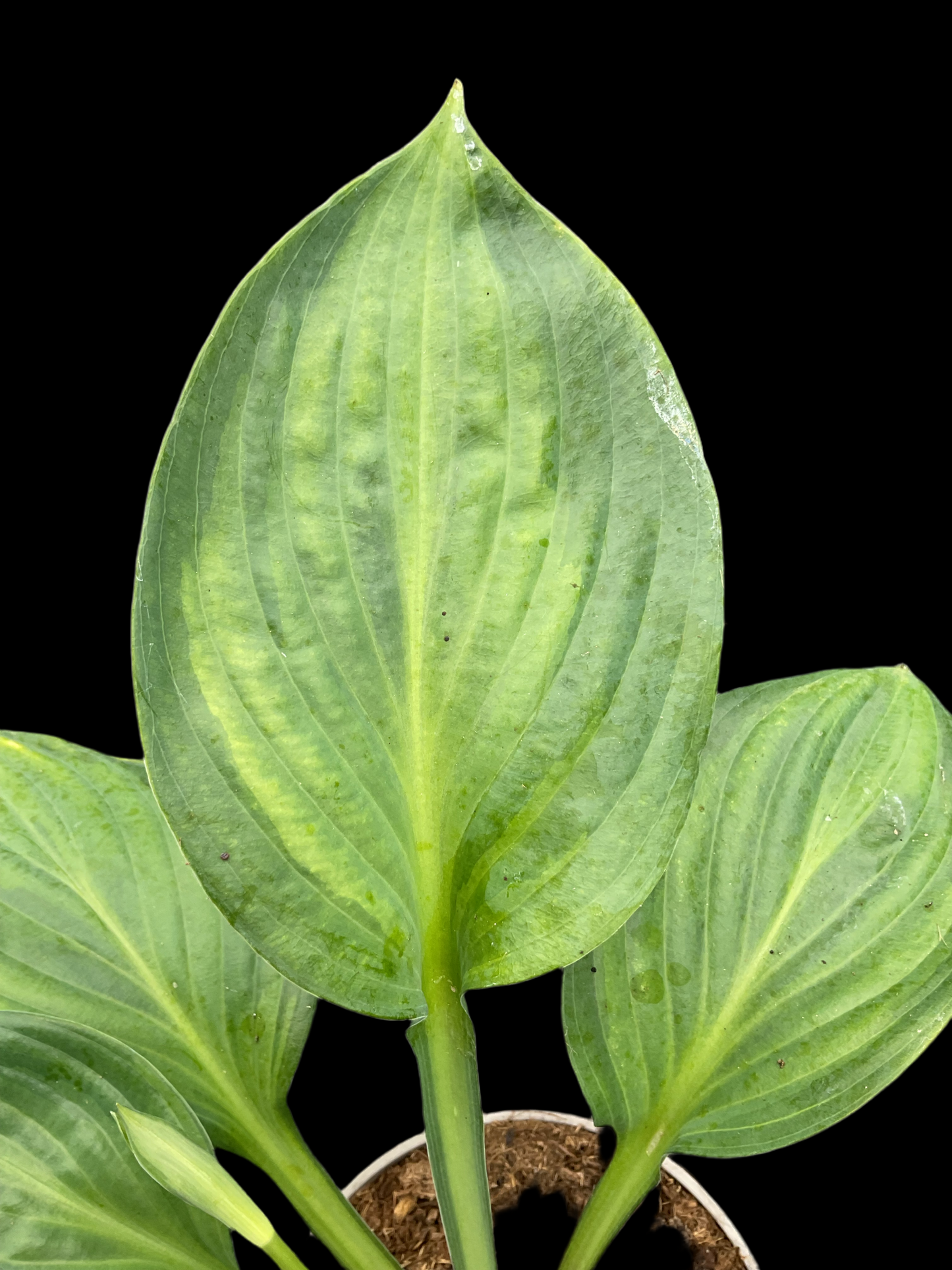 Hosta ‘Mac Glory’ P15