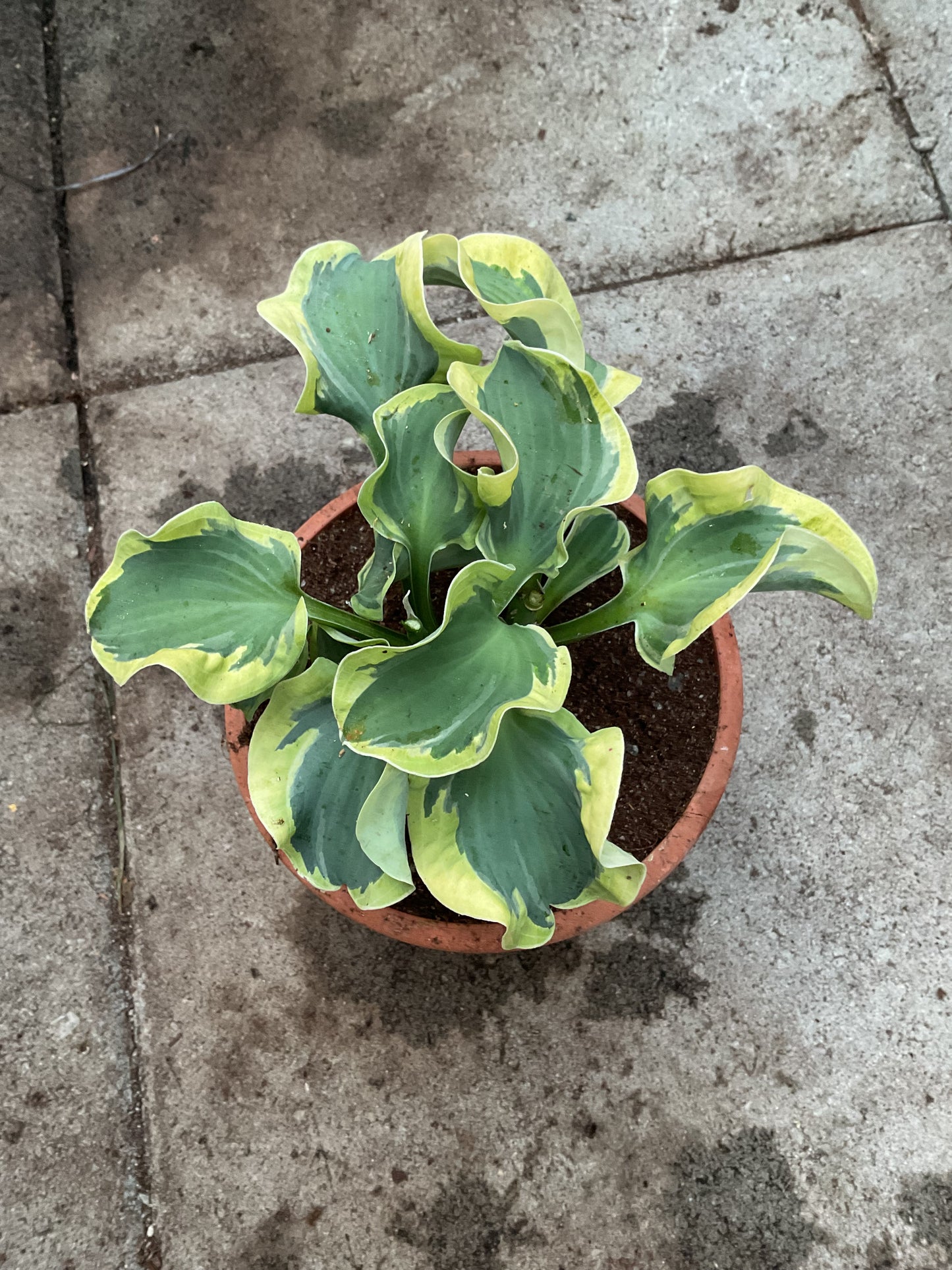 Hosta ‘Smiling Mouse’