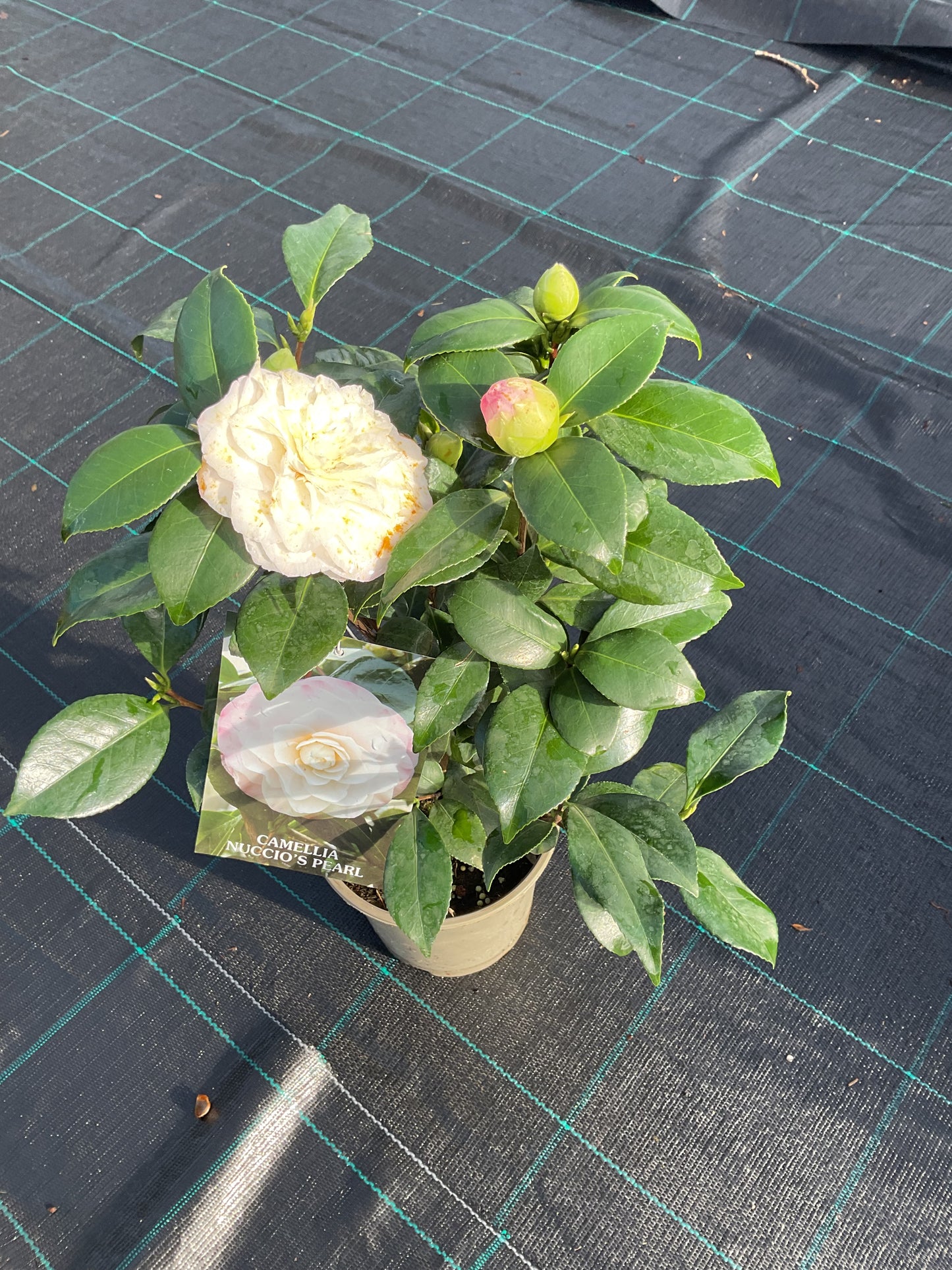 Camellia japonica ‘Nuccio’s Pearl’ P15