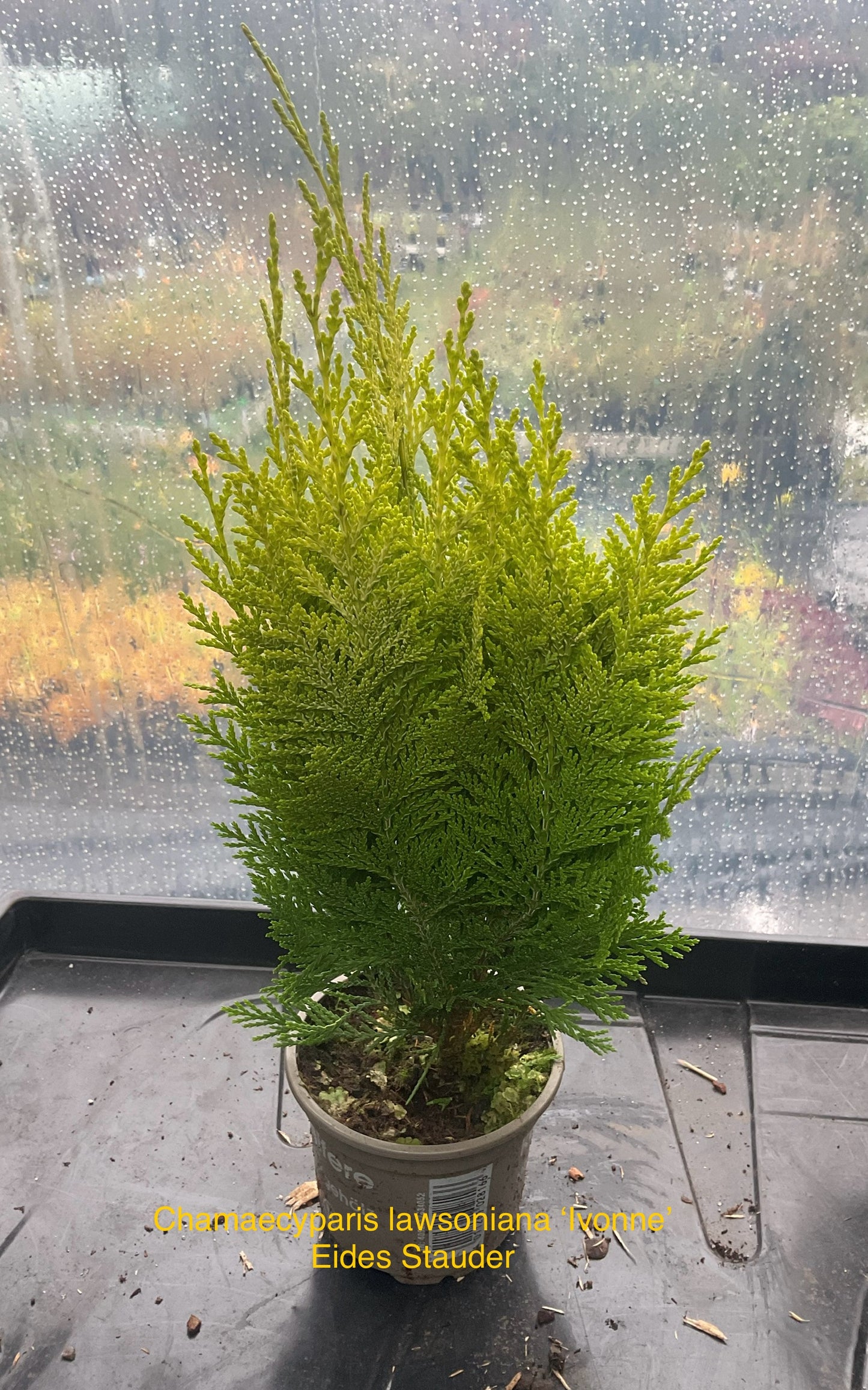 Chamaecyparis lawsoniana ‘Ivonne’ P9