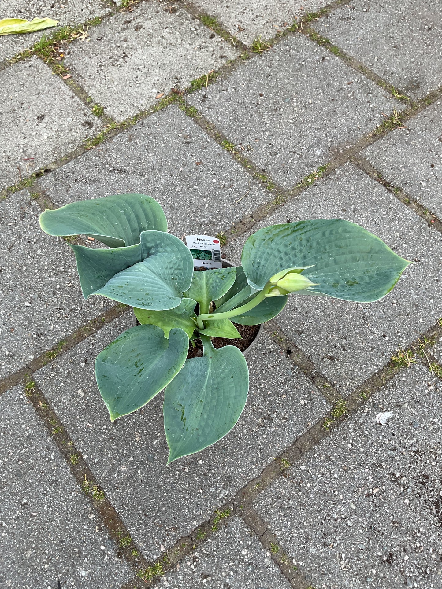 Hosta ‘Rock of Gibraltar’
