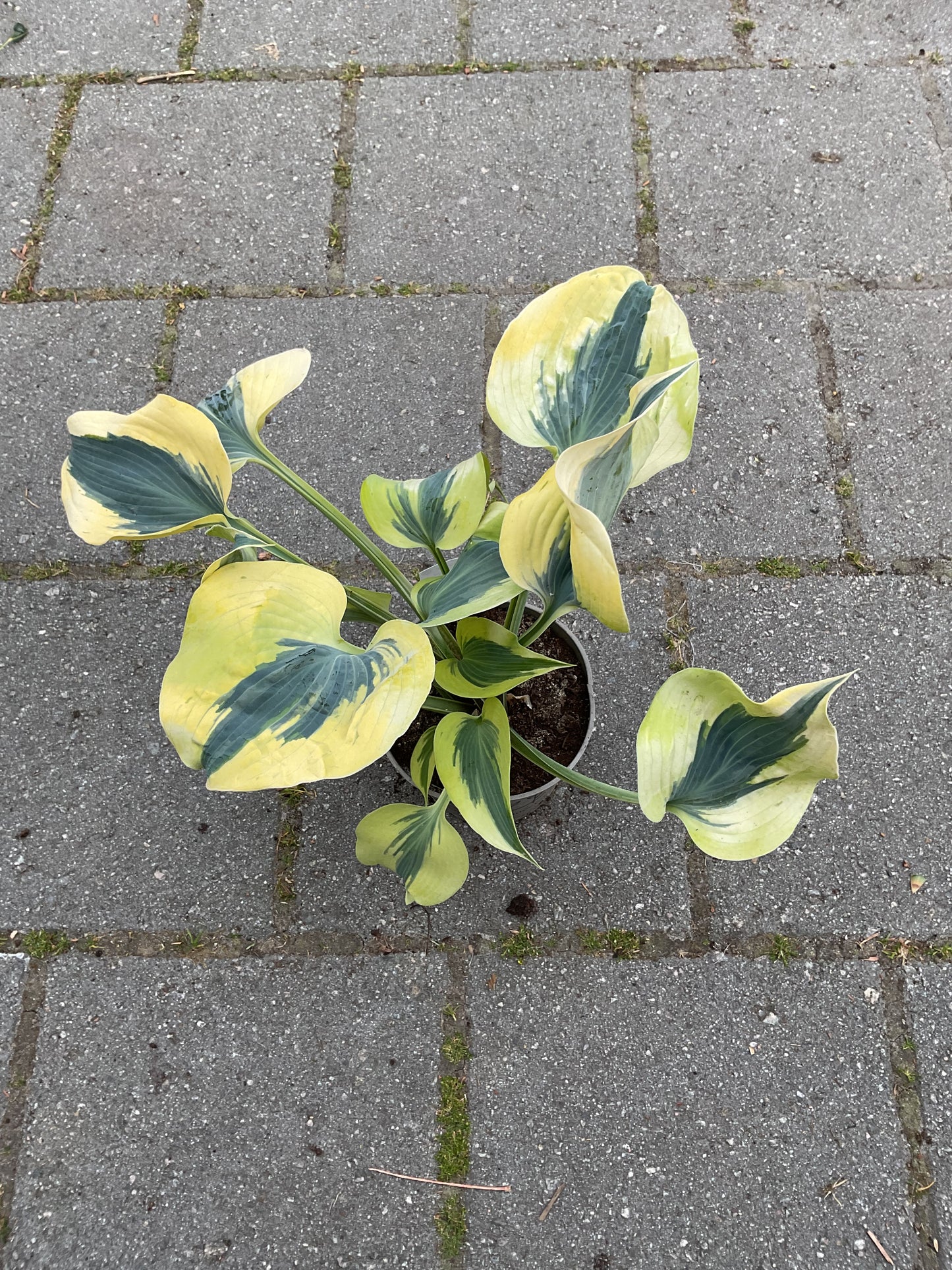 Hosta ‘Autumn Frost’ P15