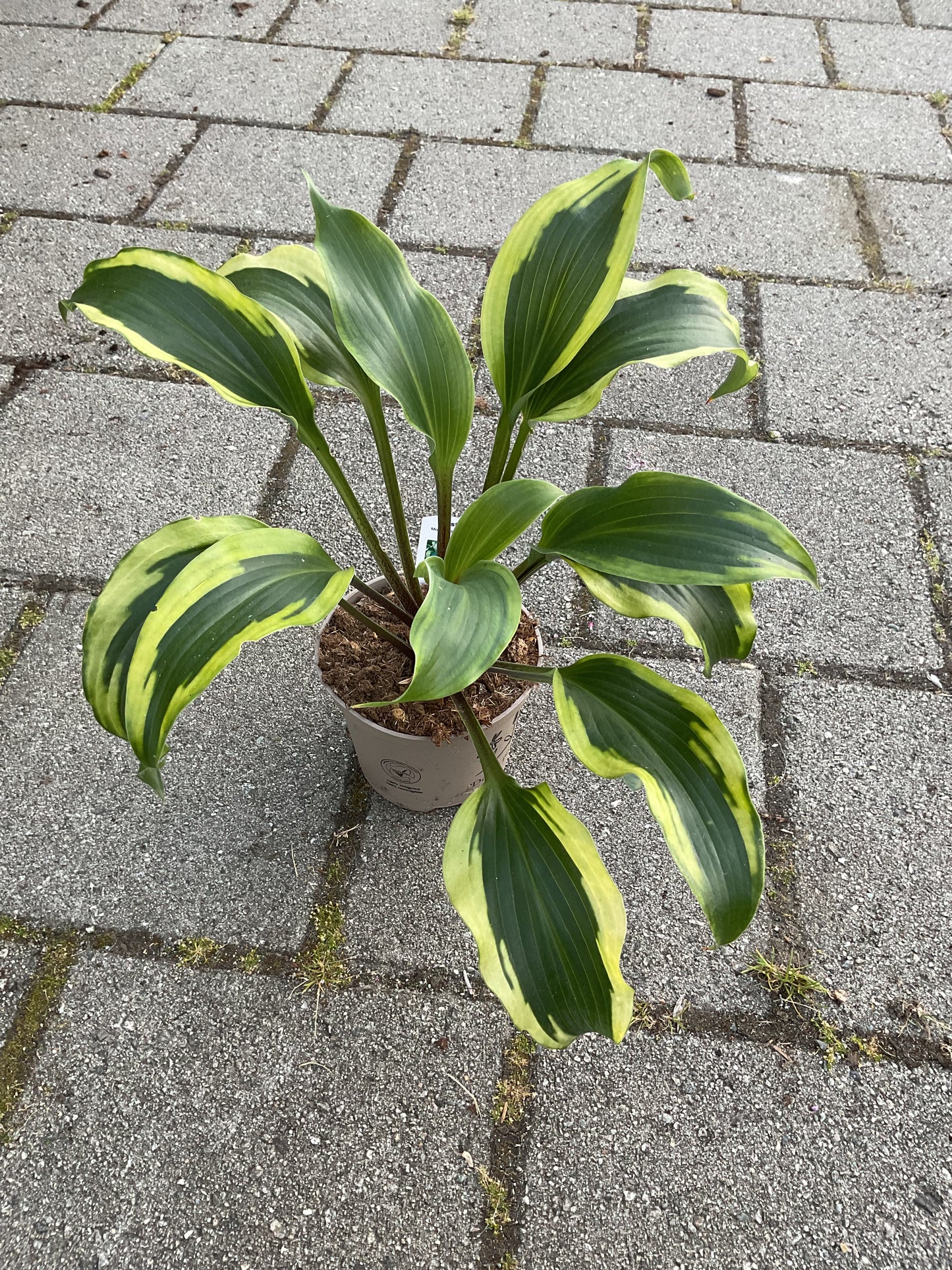 Hosta ‘Monkey Business’ P15