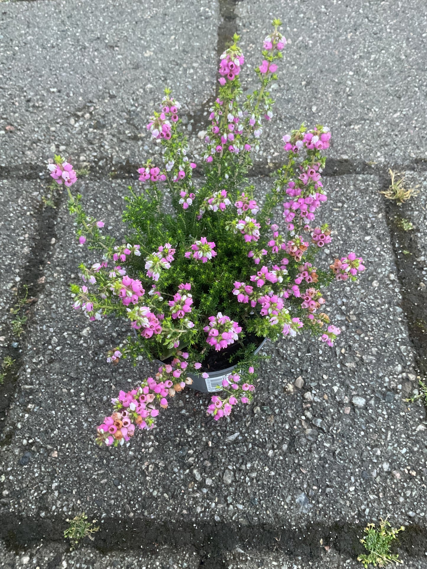 Erica cinerea Lys rosa P9