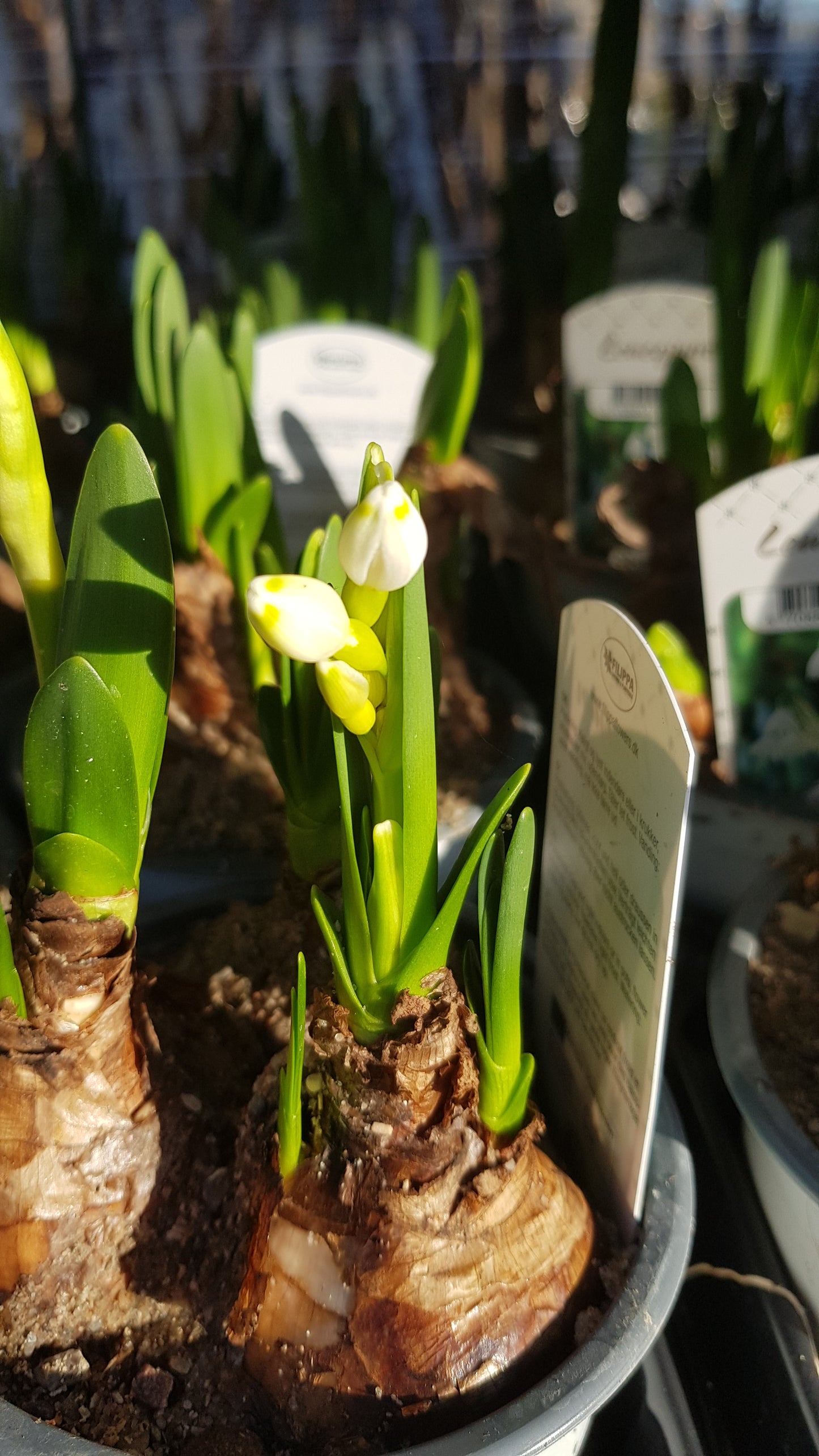 Leucojum aestivum