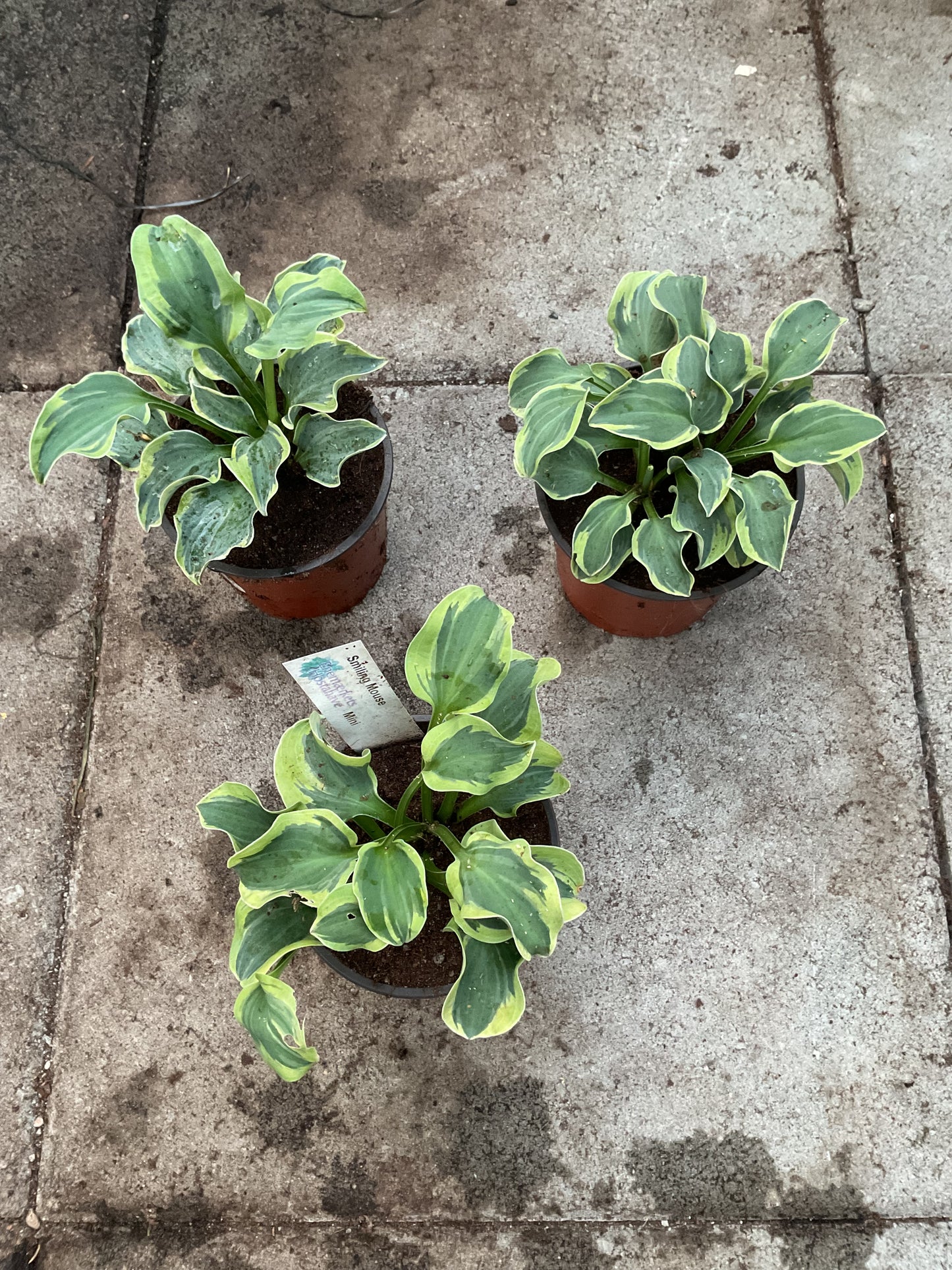 Hosta ‘Smiling Mouse’