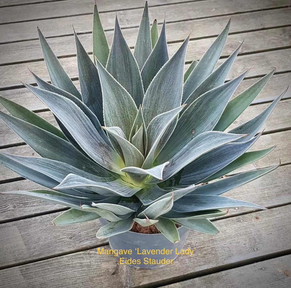Mangave ‘Lavender Lady’