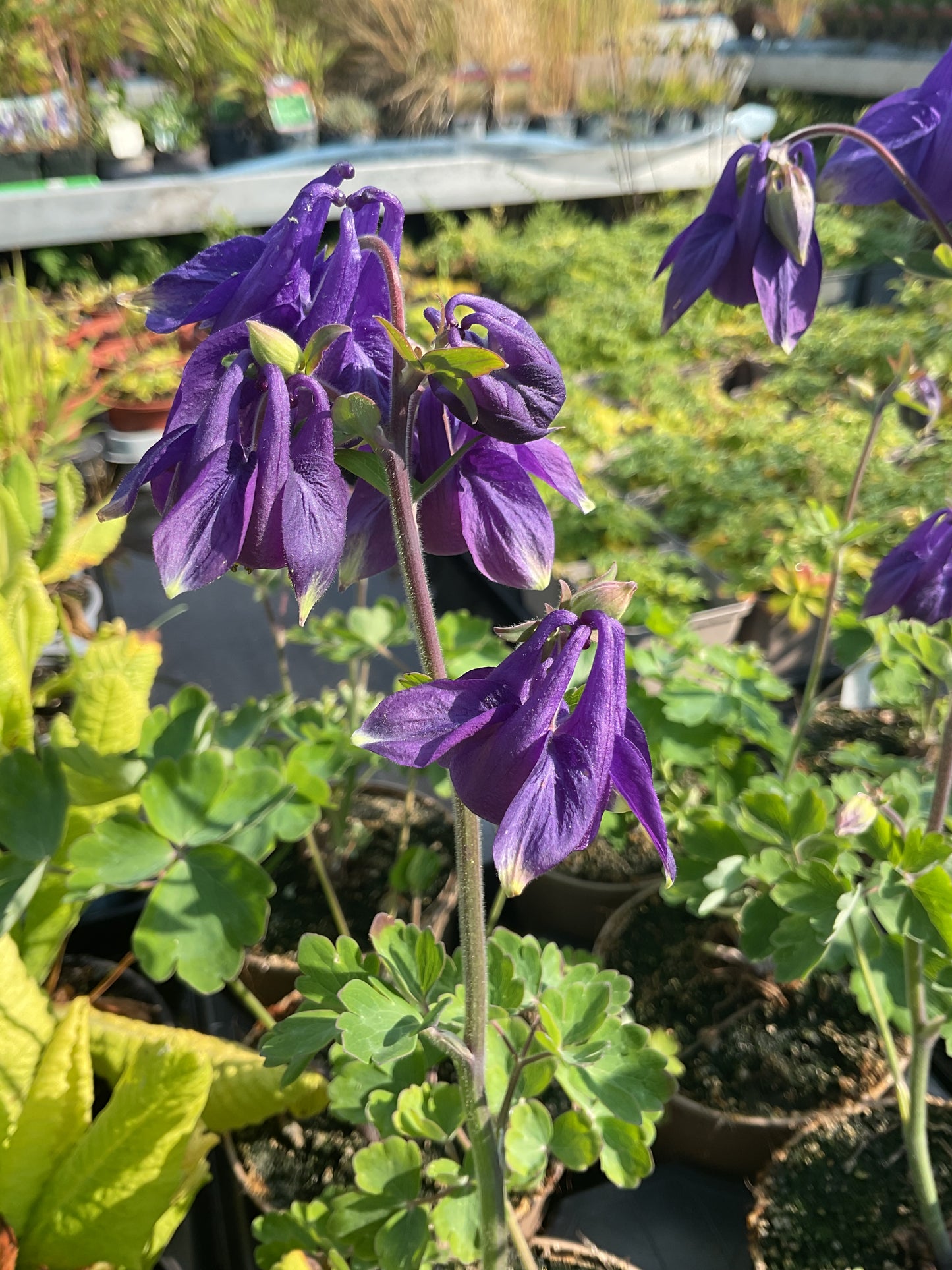Aquilegia alpina P9x9 cm