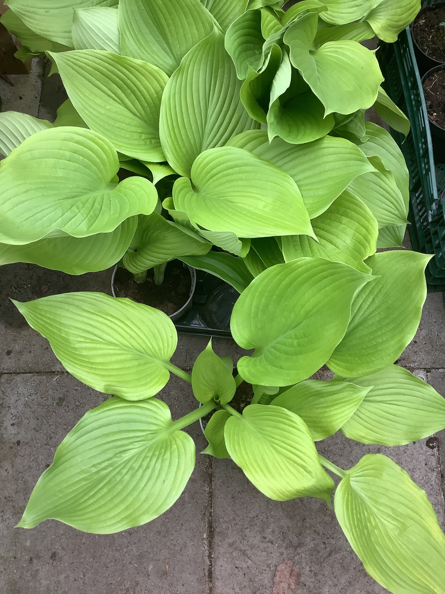 Hosta ‘Age of Gold’ P15