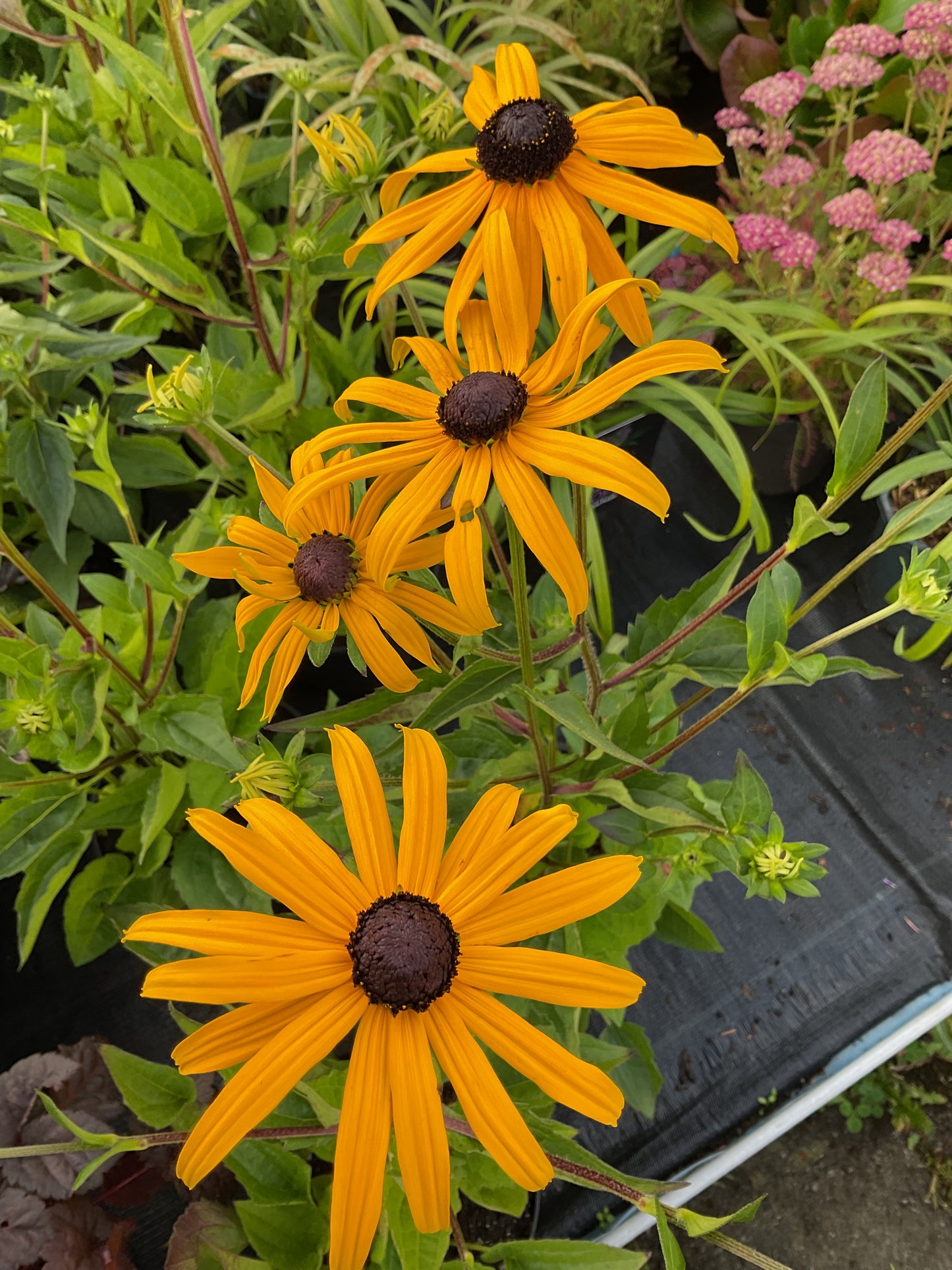 Rudbeckia fulgida ‘Goldsturm’ P17