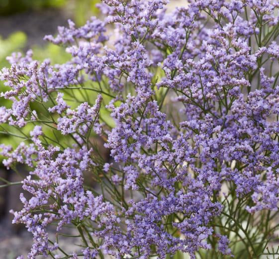 Limonium hyb. ‘Dazzle Rocks’