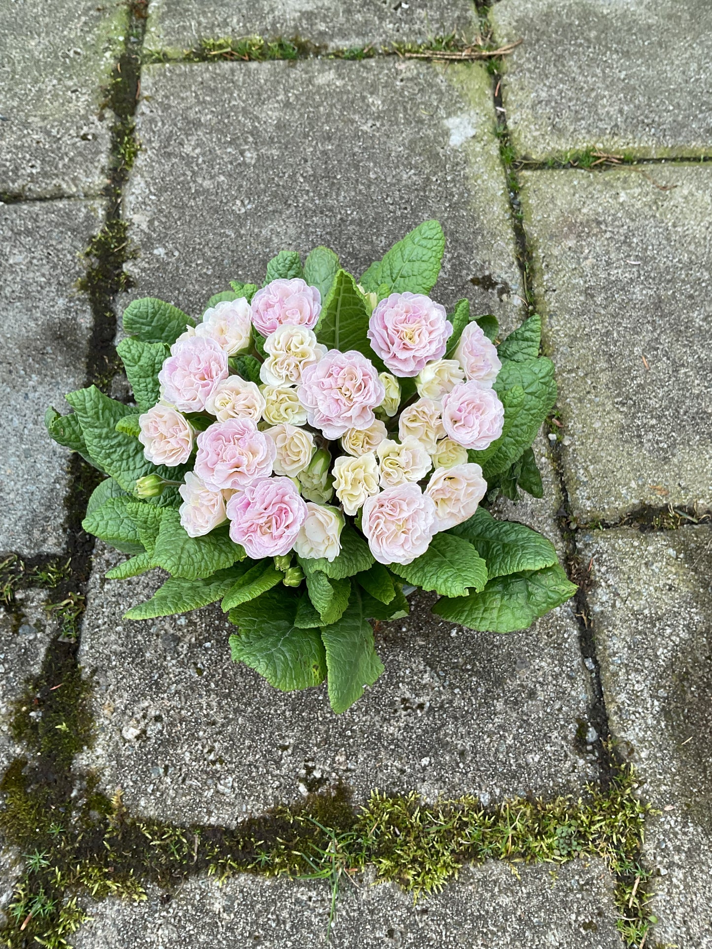 Primula Belarina ‘Pink Champagne’