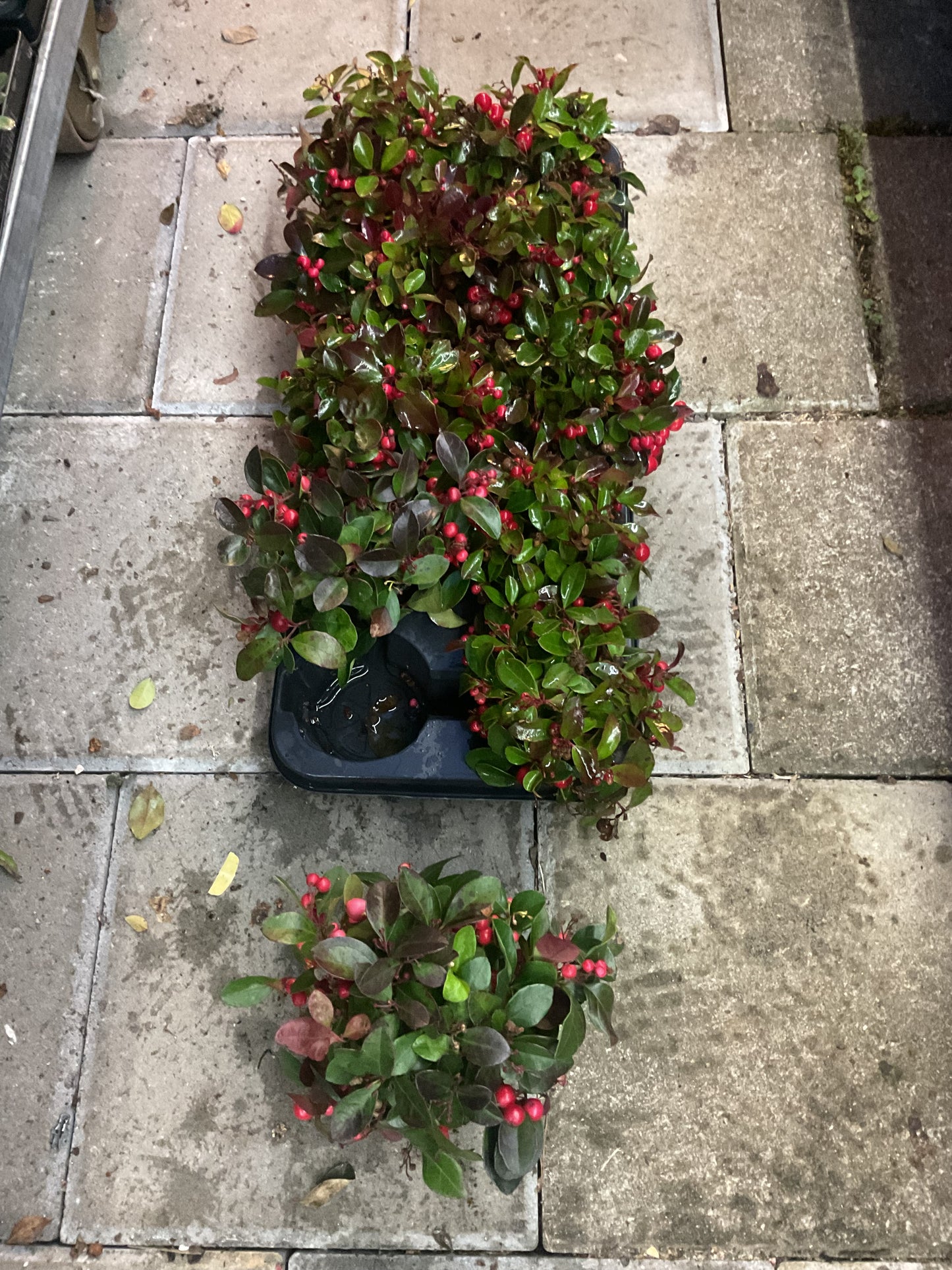 Gaulteria procumbens, Kolleksjon 10 stk