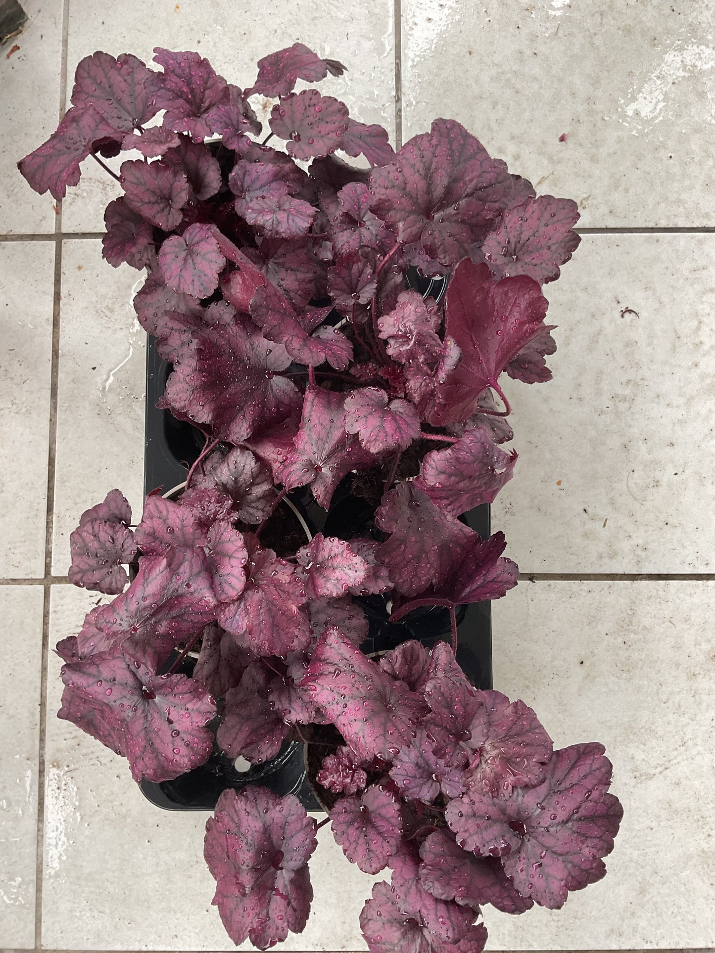Heuchera ‘Electric Plum’ P15