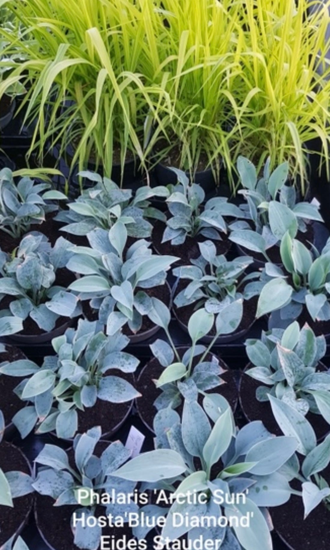 Hosta ‘Blue Diamond’