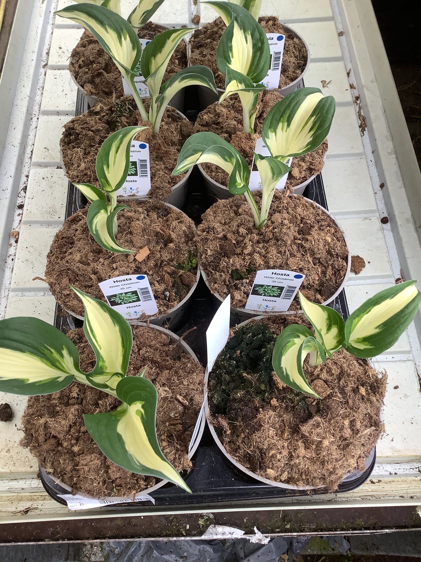 Hosta ‘White Christmas’ P15