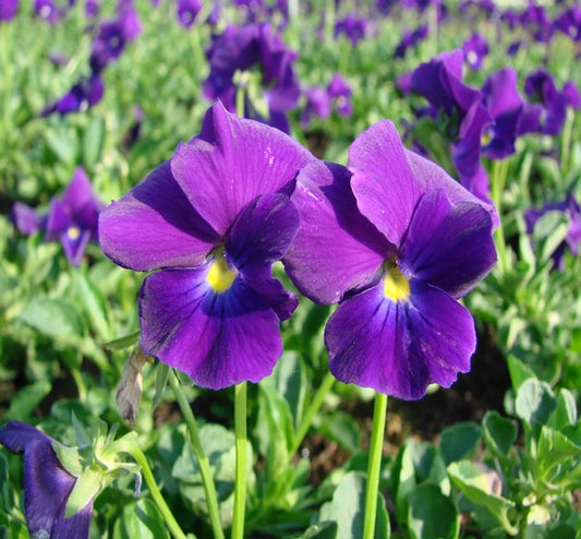 Viola cornuta ‘Martin’