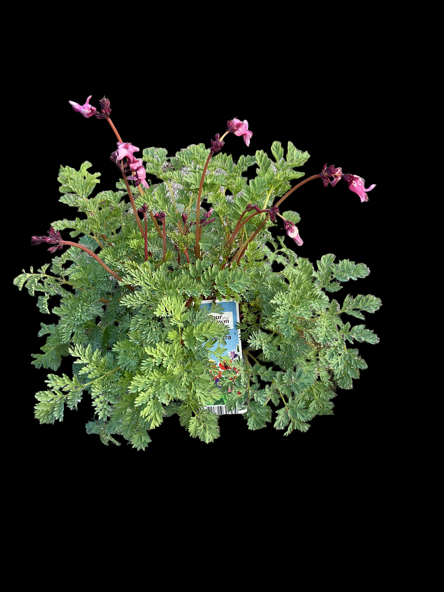 Dicentra ‘Passion Hearts’ P15