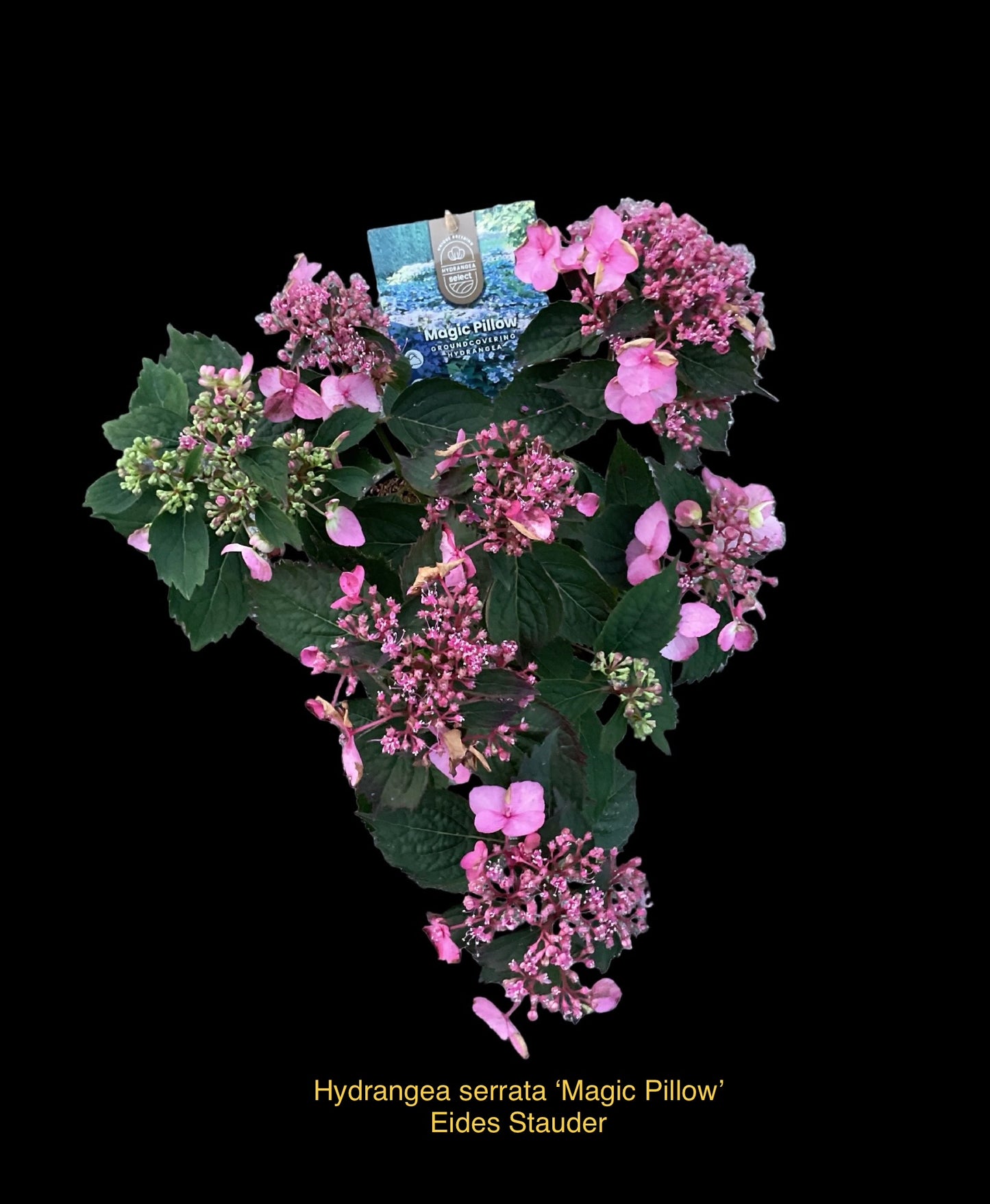 Hydrangea serrata ‘Magic Pillow’ P19