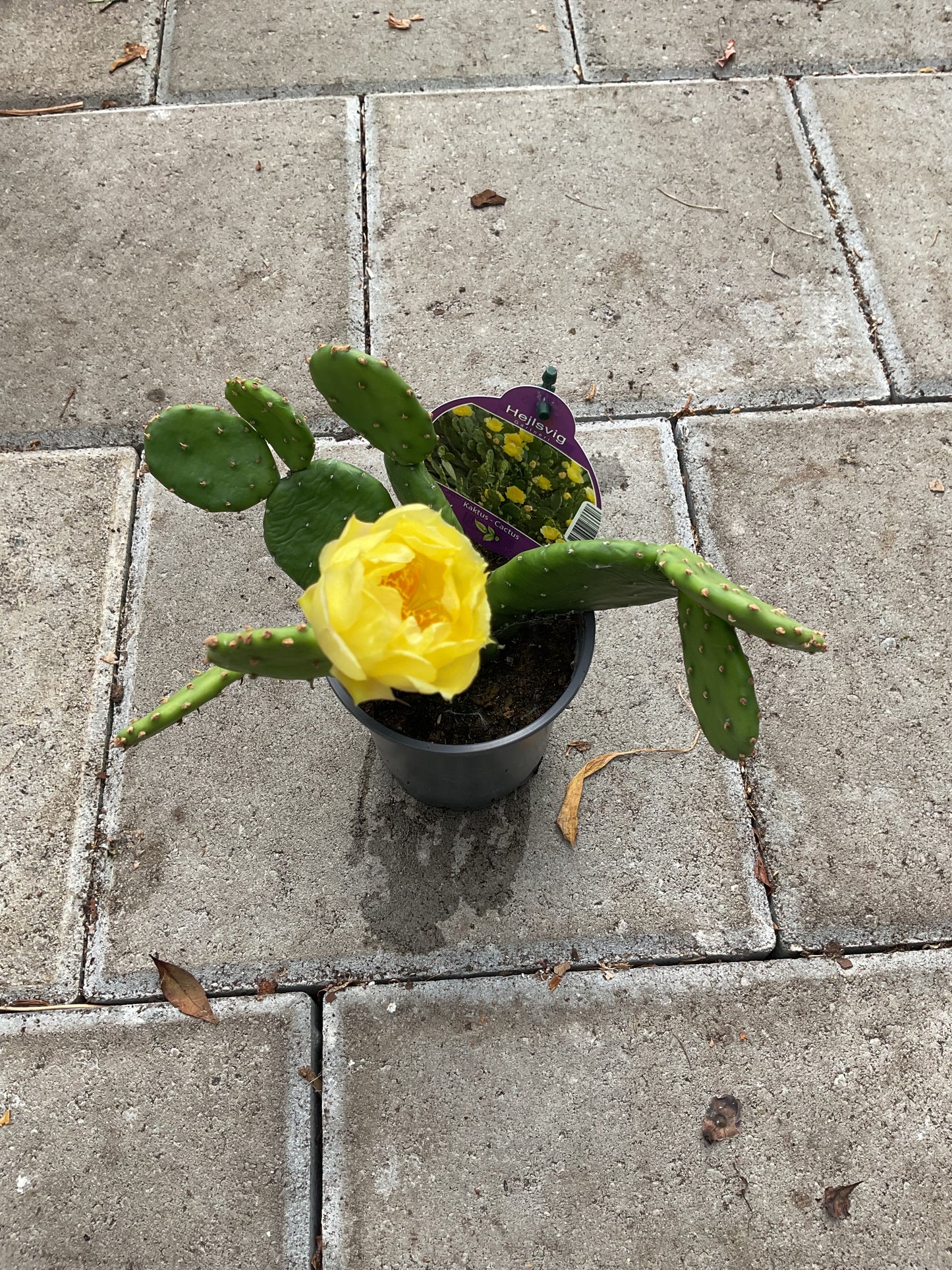 Opuntia humifusa