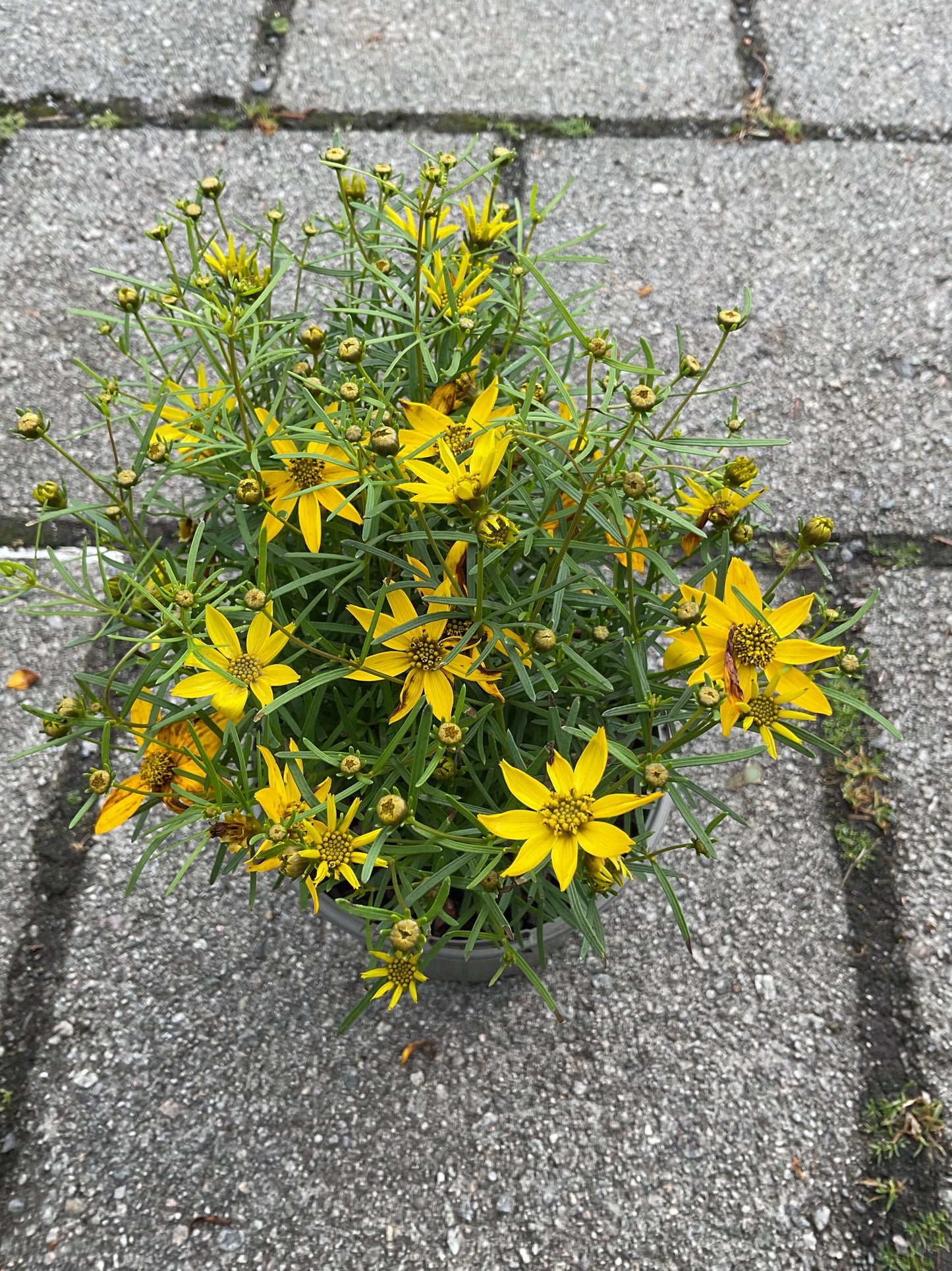 Coreopsis verticillata ‘Zagreb’ P13