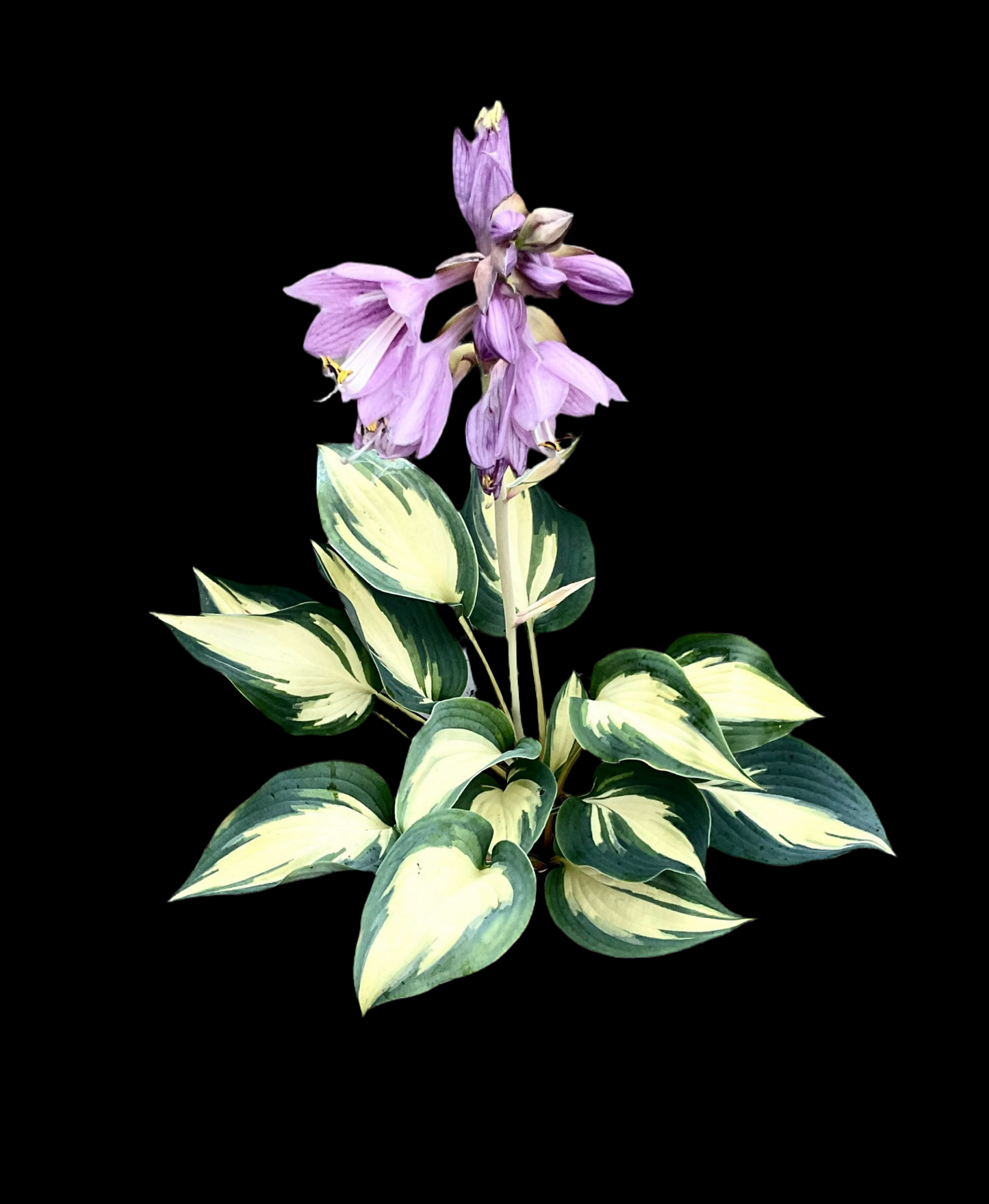 Hosta ‘Extasy’ P15