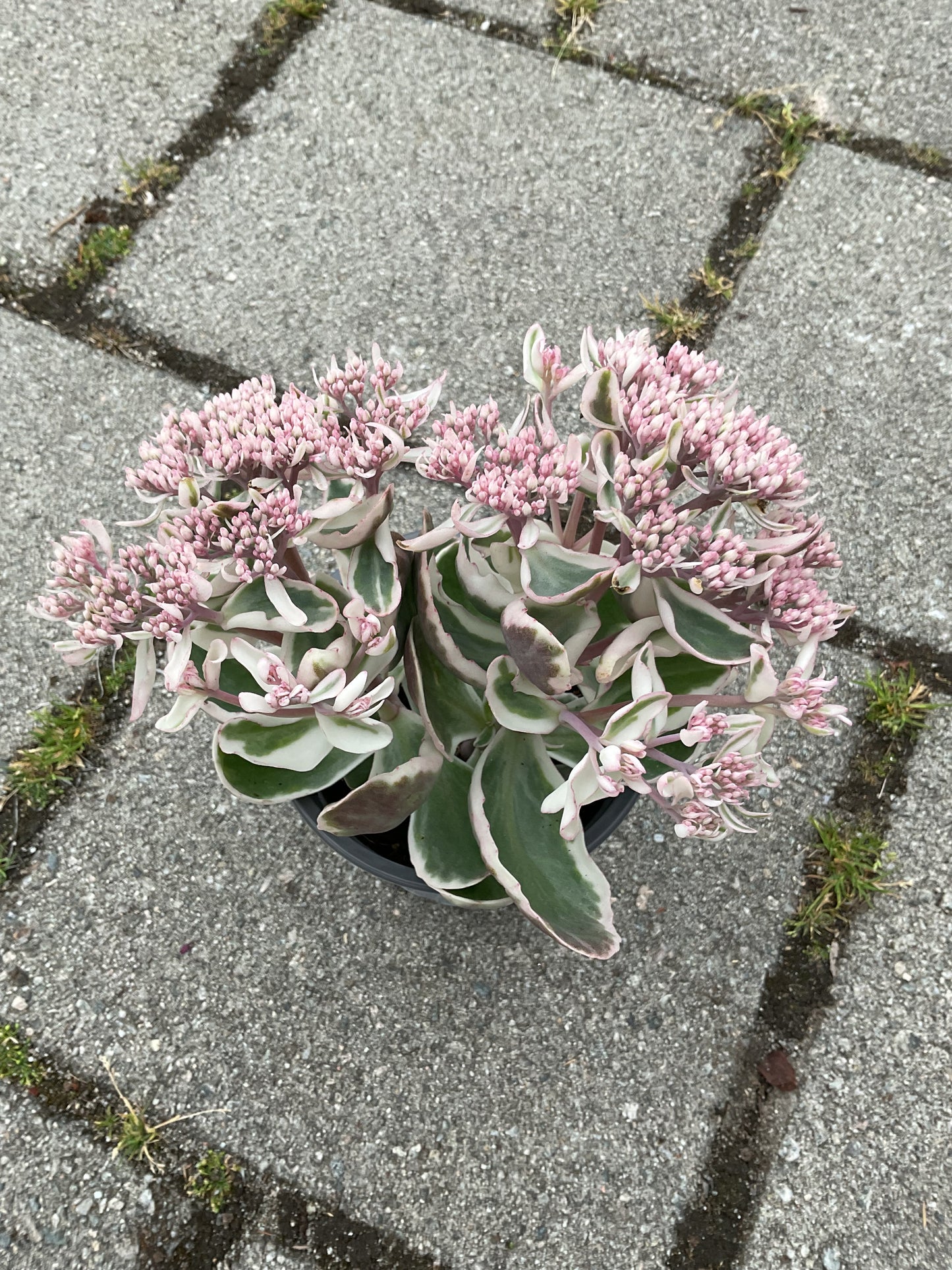 Sedum ‘La Vie en Rose’ P12