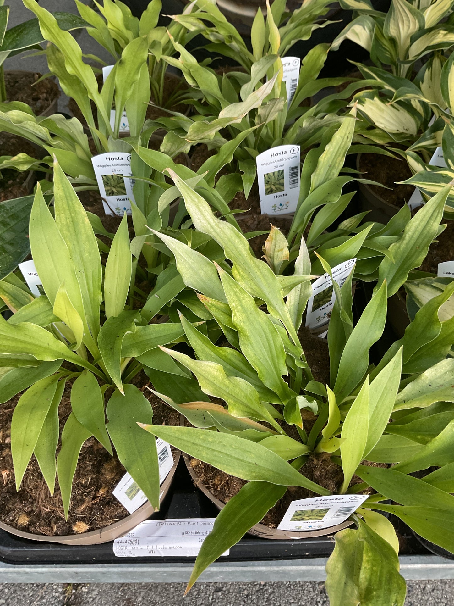 Hosta ‘Whiggles and Squiggles’ P15