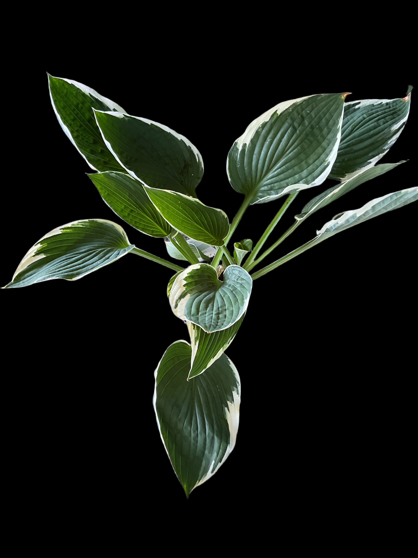 Hosta ‘Carol’ P15