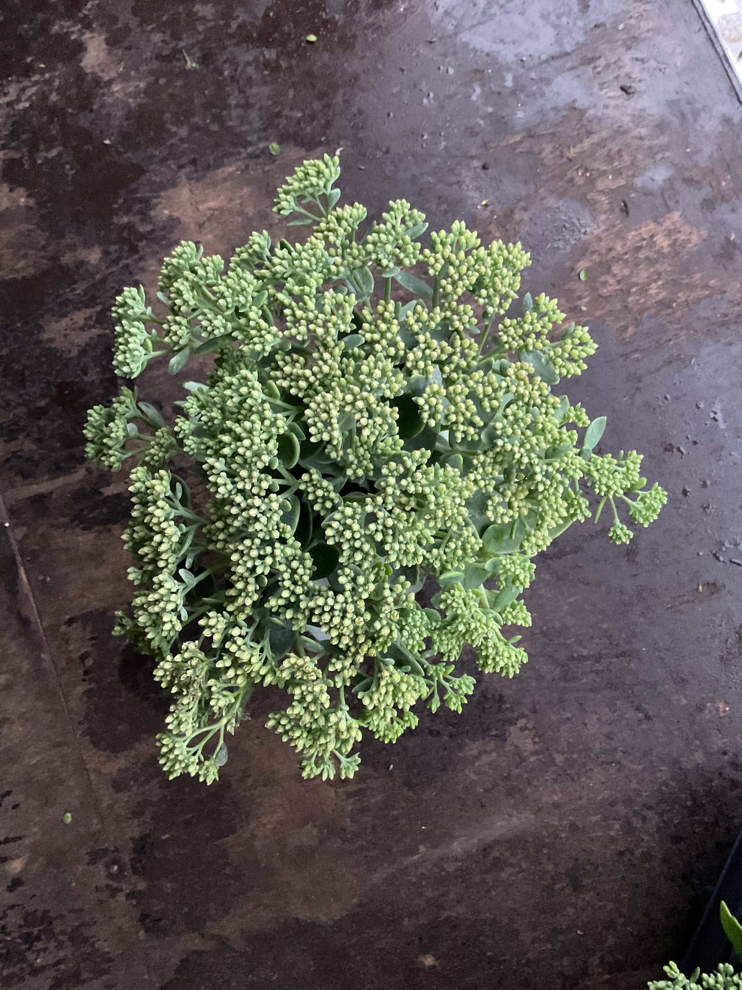 Sedum telephium ‘Herbstfreude’ P13